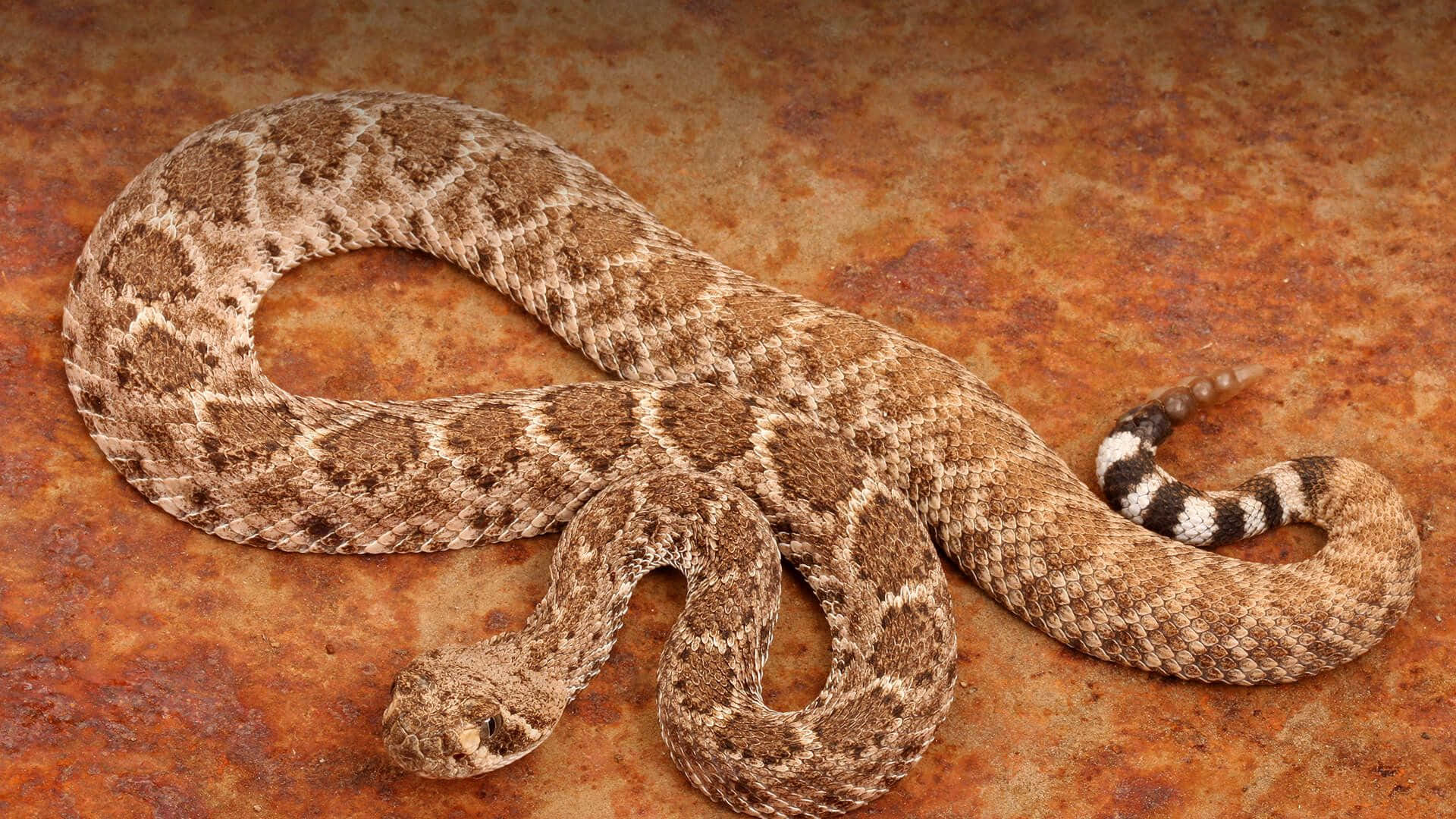 Rattlesnake 桌布 壁紙 — 一條盤繞的響尾蛇，帶有菱形圖案的鱗片，棲息在生鏽的橙色金屬表面上。