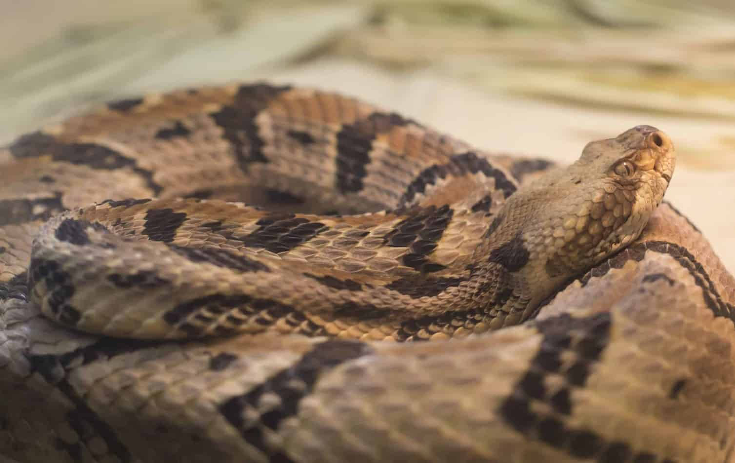 reptile 桌布 壁紙 — 一條盤繞的響尾蛇，帶有複雜的棕色和黑色圖案，警覺地停留在有紋理的表面上。
