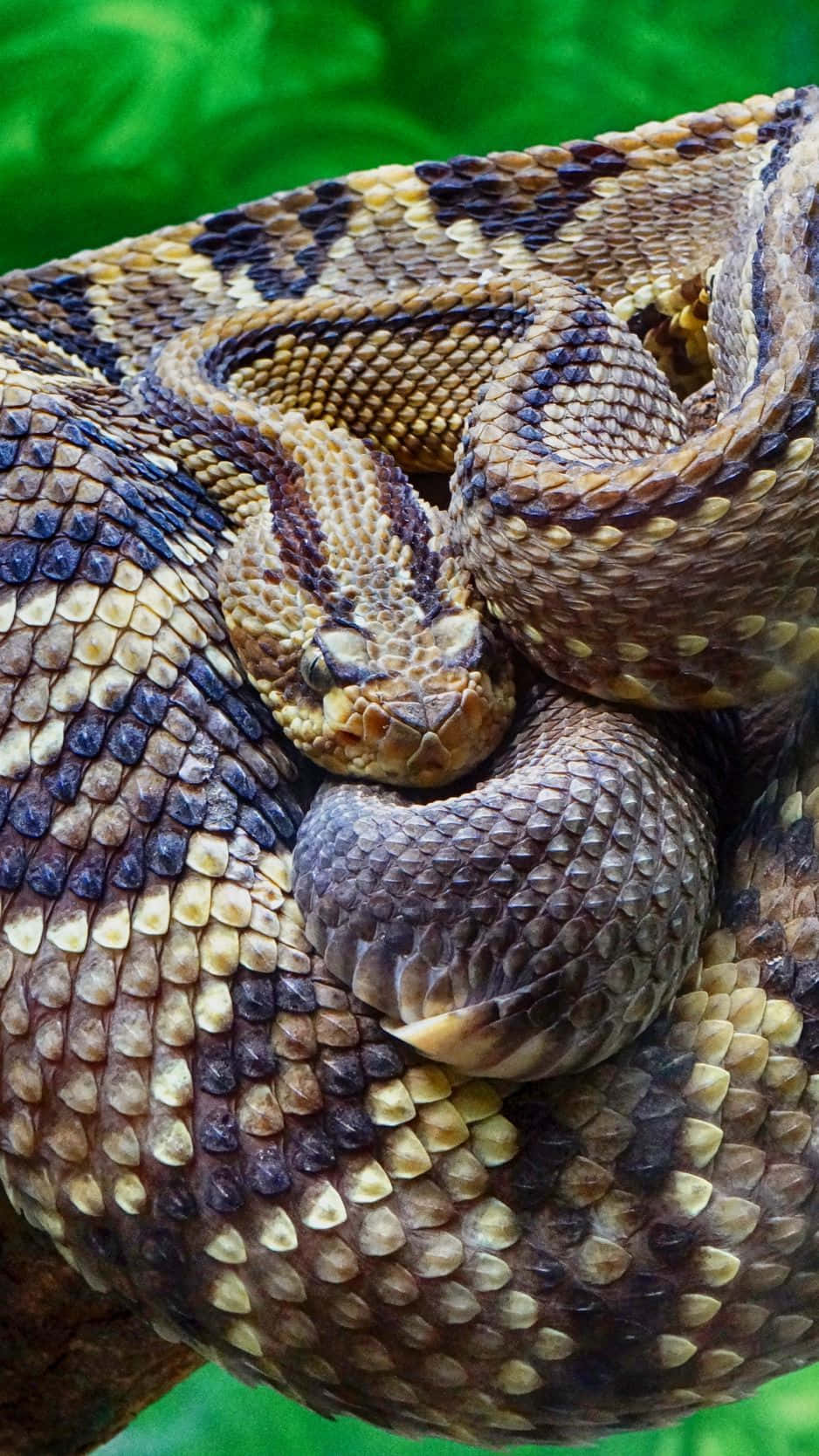 Rattlesnake 桌布 壁紙 — 一條盤繞的響尾蛇，帶有複雜的棕色和黑色鱗片，在充滿活力的綠色樹葉背景上休息。