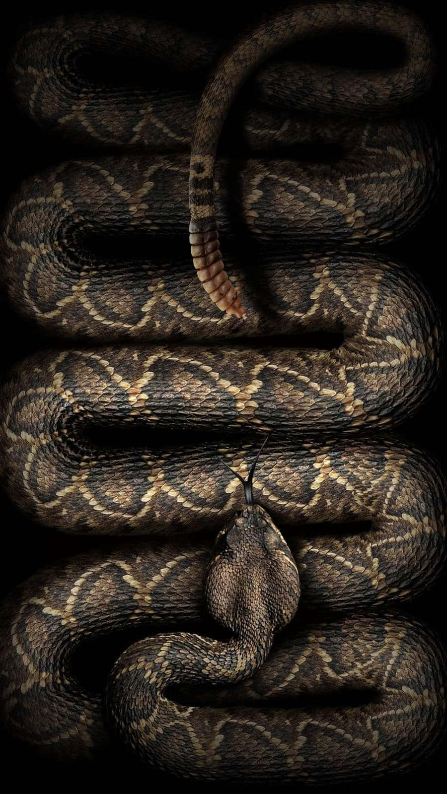 Rattlesnake 桌布 壁紙 — 一條盤繞的響尾蛇，帶有複雜的菱形圖案和豎起的響尾，背景是純黑色。