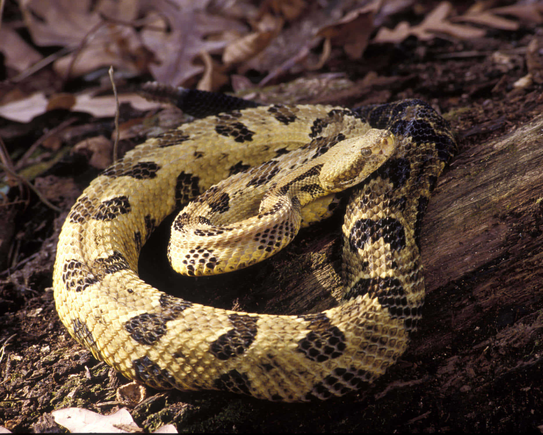 Yellow Snake 桌布 壁紙 — 一條盤繞的響尾蛇，帶有黃色和黑色圖案的鱗片，躺在陽光照射的木頭上，周圍是乾燥的秋葉。