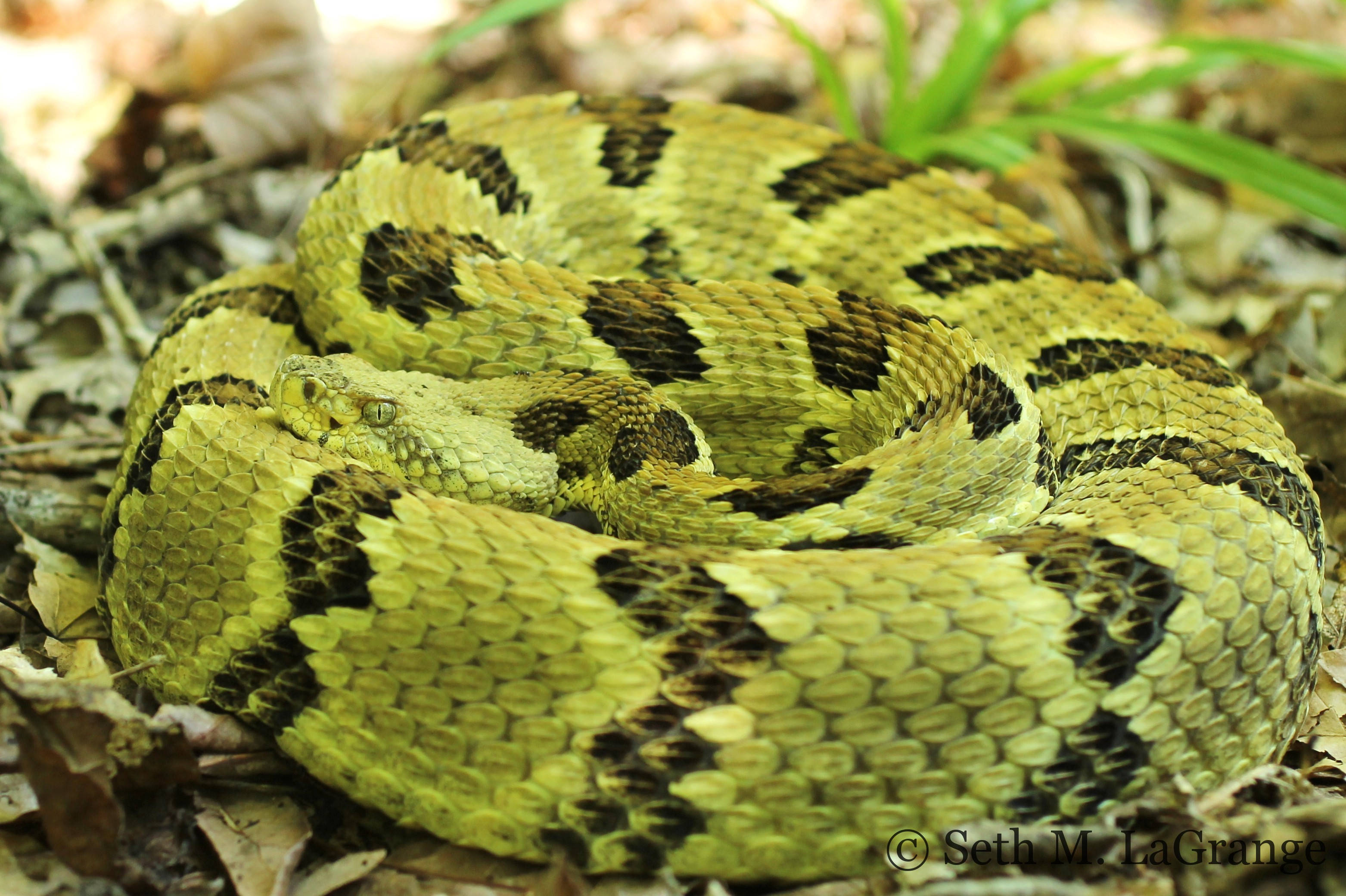 reptile 桌布 壁紙 — 一條盤繞的響尾蛇，帶有黃色和黑色菱形圖案，偽裝在乾葉和綠草之間休息。