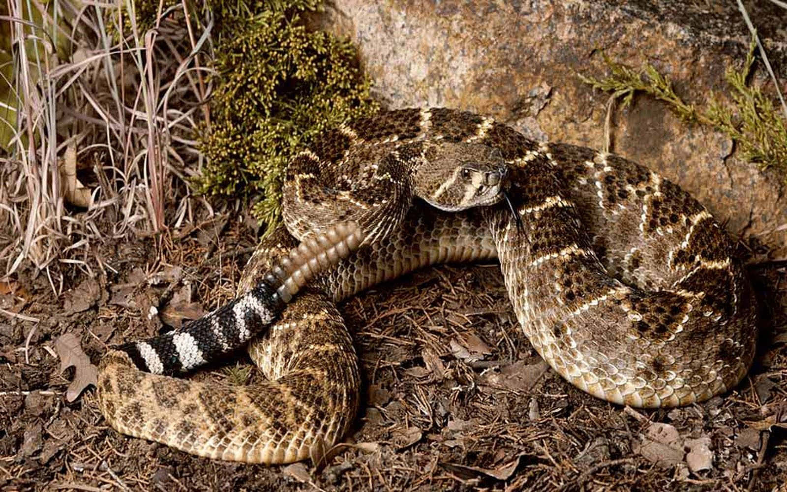Rattlesnake 桌布 壁紙 — 一條盤繞的響尾蛇，帶有黑白相間的條紋尾巴，在乾燥的樹葉和長滿苔蘚的石頭間休息。