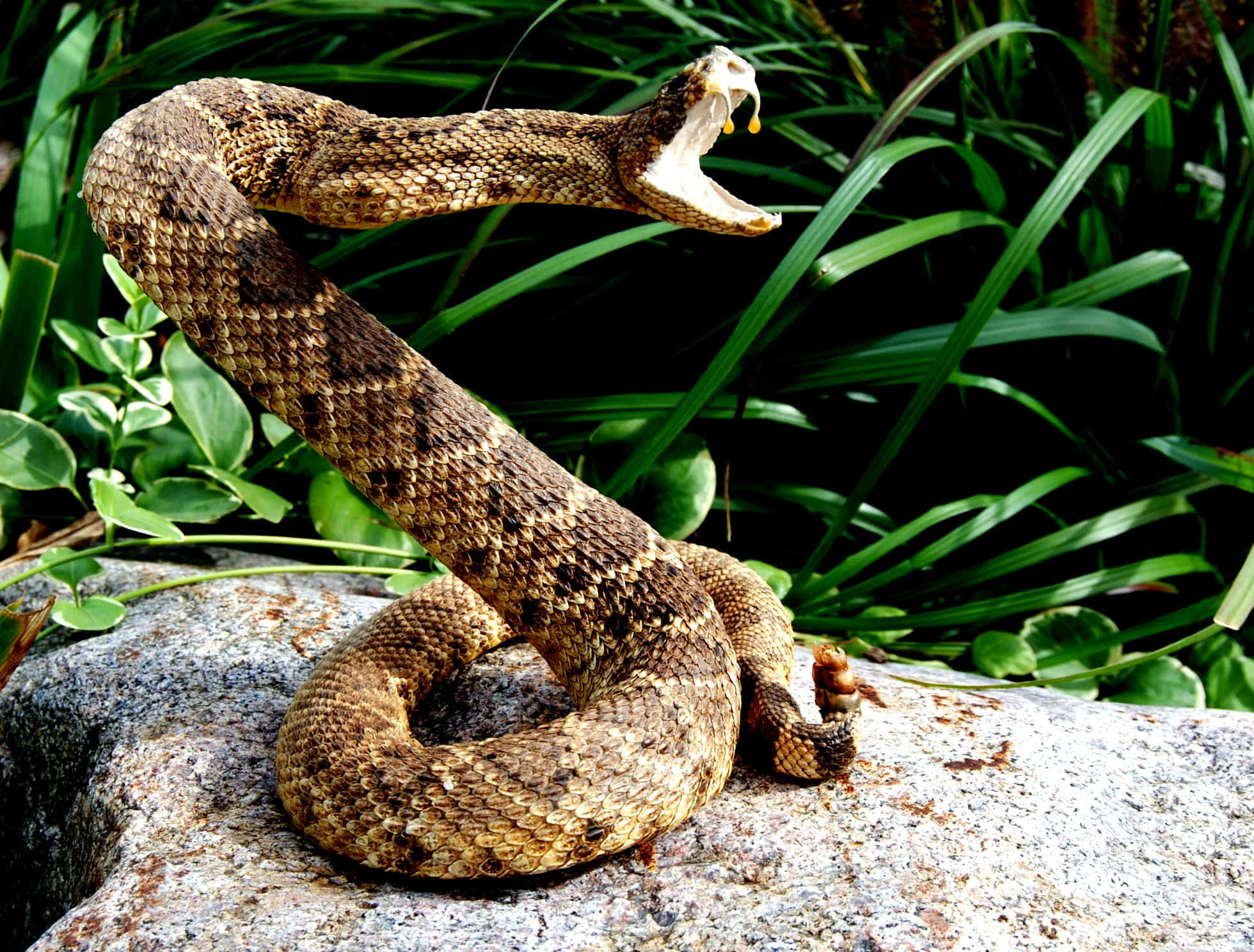 Rattlesnake 桌布 壁紙 — 一條盤繞的響尾蛇，張開嘴巴露出毒牙，停在陽光普照的岩石上，四周是茂密的綠葉。