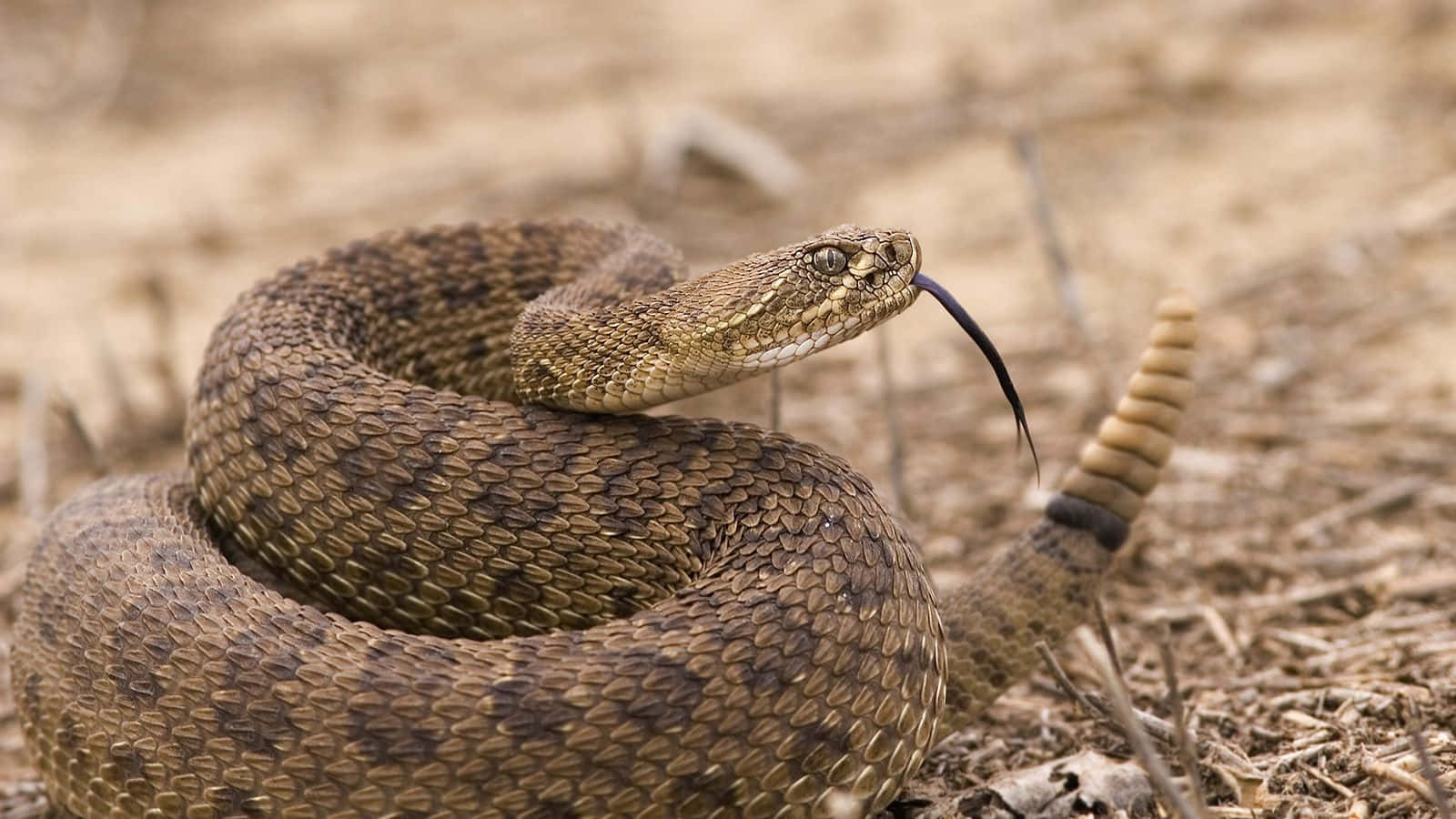 Rattlesnake 桌布 壁紙 — 一條盤繞的響尾蛇，舌頭吐信，尾巴上的響環蓄勢待發，置身於乾草中。
