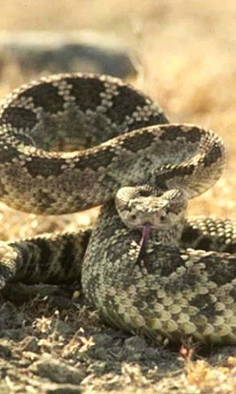 Rattlesnake 桌布 壁紙 — 一條盤繞的響尾蛇吐著舌頭，從乾草和岩石中凝視著。
