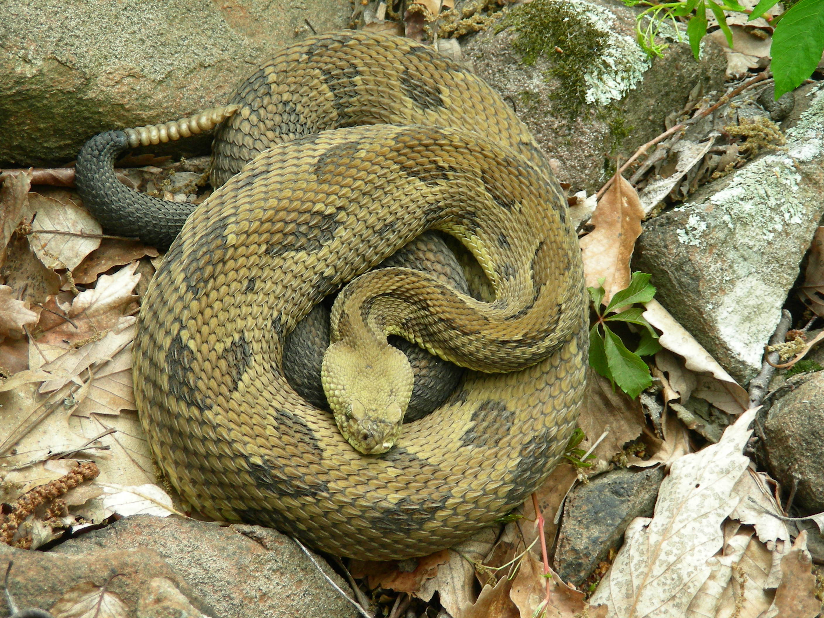 reptile 桌布 壁紙 — 一條盤繞的響尾蛇在森林地面的乾燥樹葉和長滿苔蘚的石頭之間偽裝休息。