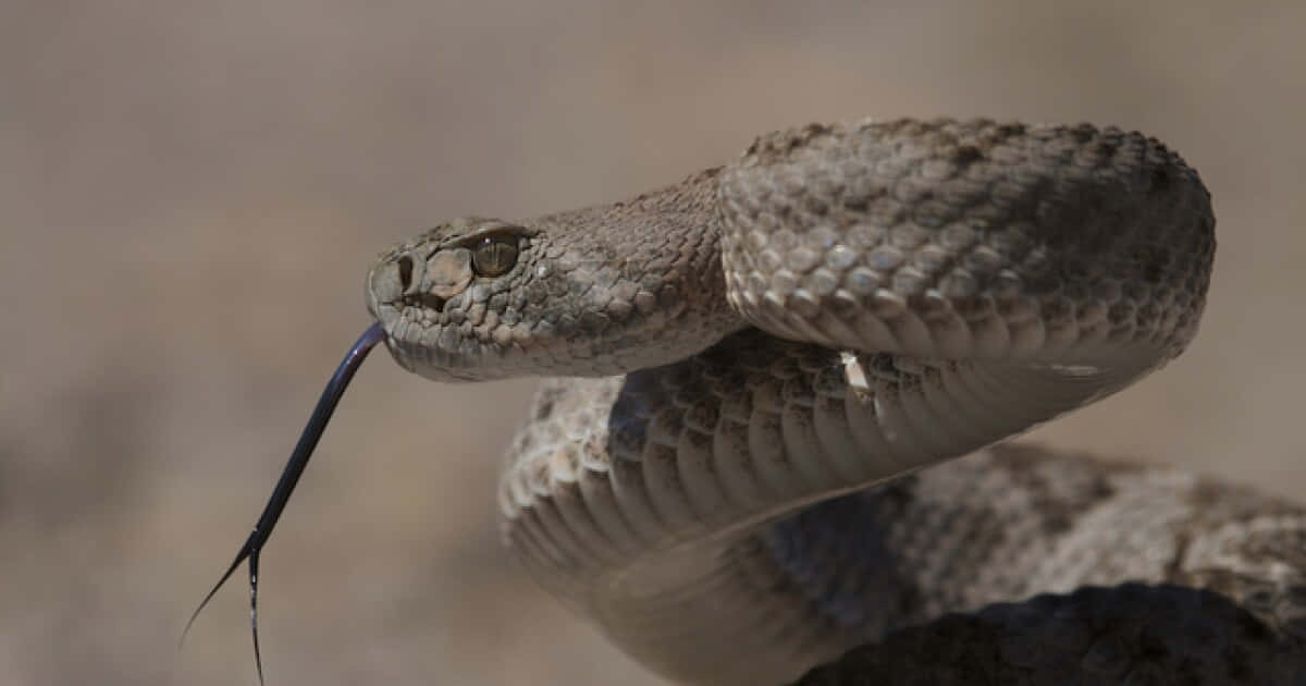 Scary Snake 桌布 壁紙 — 一條盤繞的響尾蛇在模糊的沙漠背景下吐信的特寫。