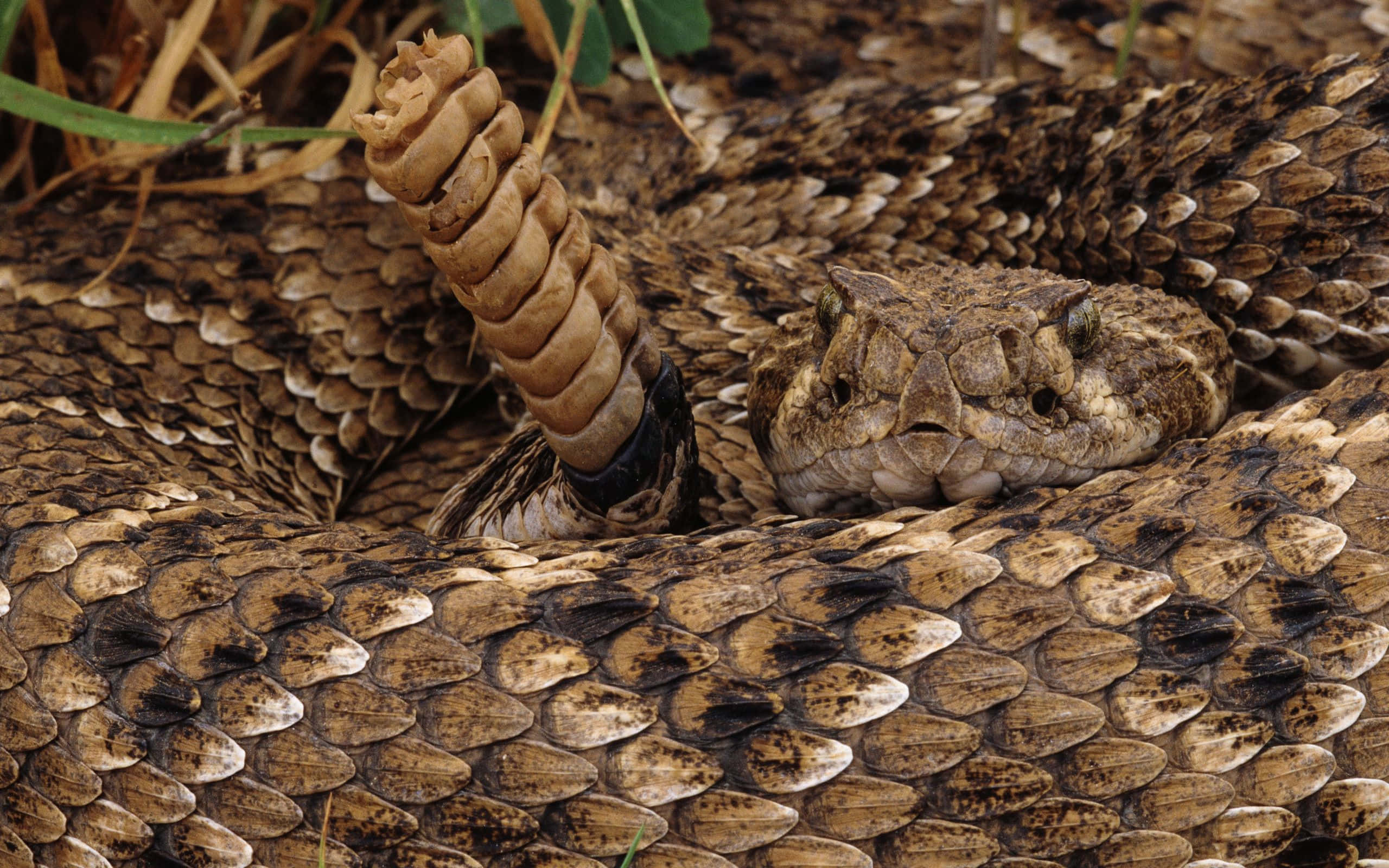 Rattlesnake 桌布 壁紙 — 一條盤繞的響尾蛇近距離照片，尾巴的響環豎起，在乾草和泥土色調中偽裝。