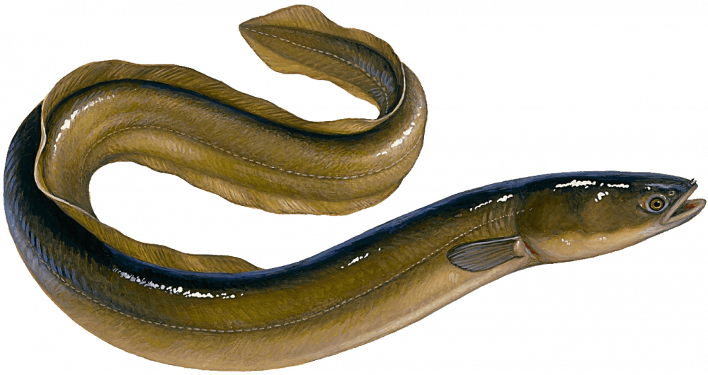 Eel 桌布 壁紙 — 一條盤繞的鰻魚的詳細插圖，帶有橄欖綠色鱗片和深色背紋，背景為紋理灰色。