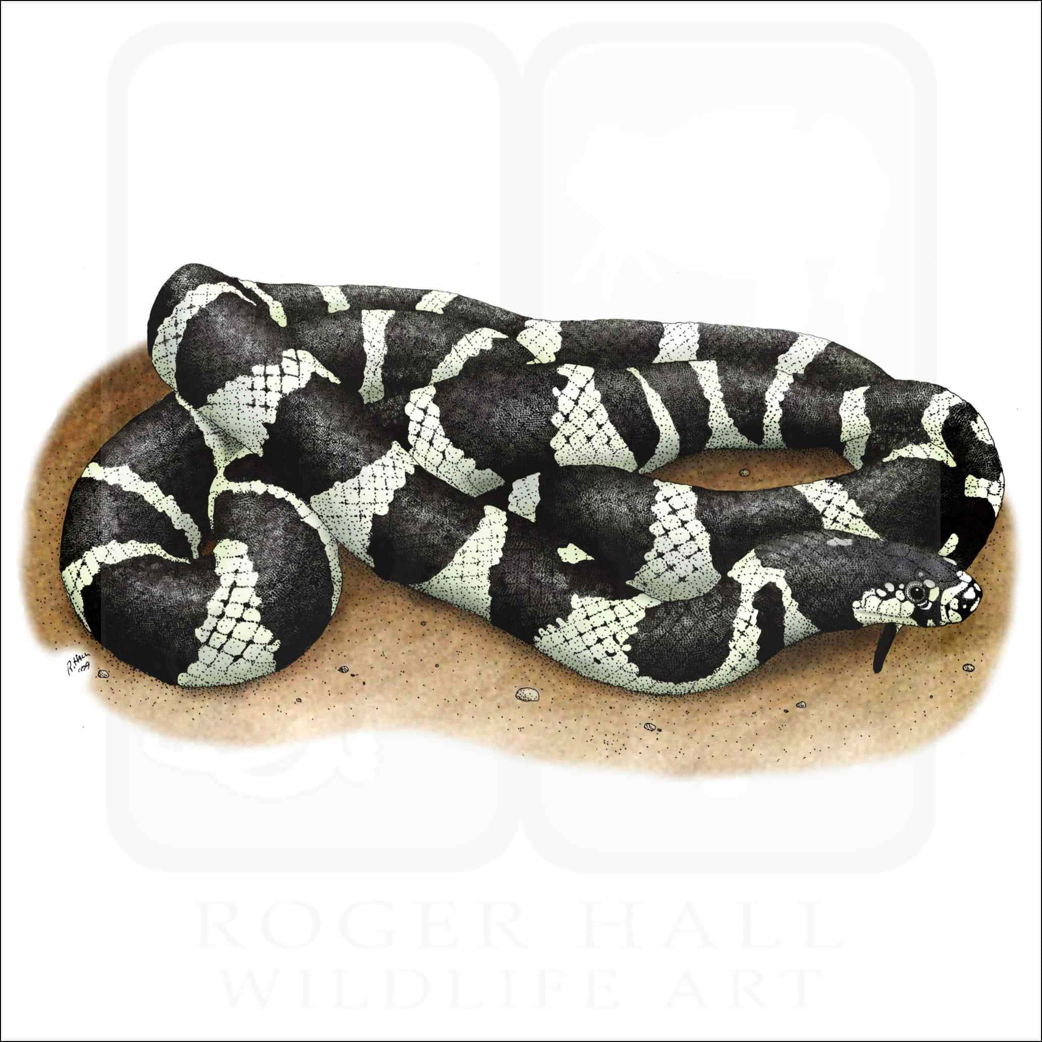 King Snake 桌布 壁紙 — 一條盤繞的黑白條紋蛇，帶有詳細的鱗片，在沙地上休息，以逼真的野生動物插圖呈現。