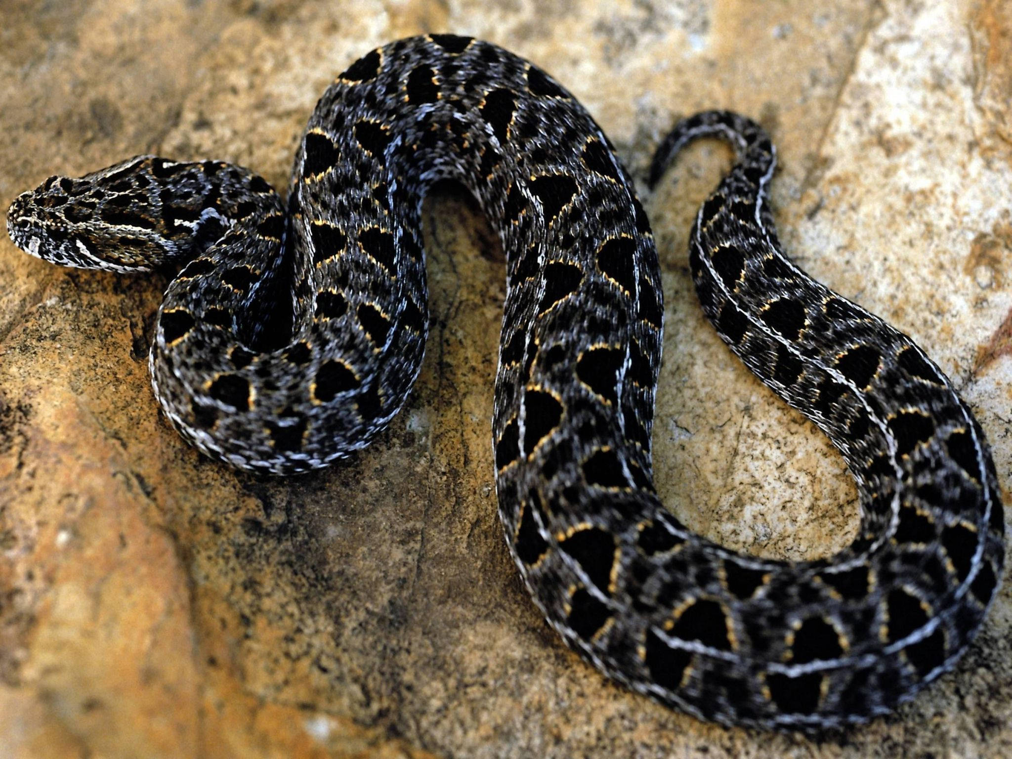 reptile 桌布 壁紙 — 一條盤繞的黑色和棕褐色圖案蛇偽裝在紋理豐富的棕色岩石上休息。