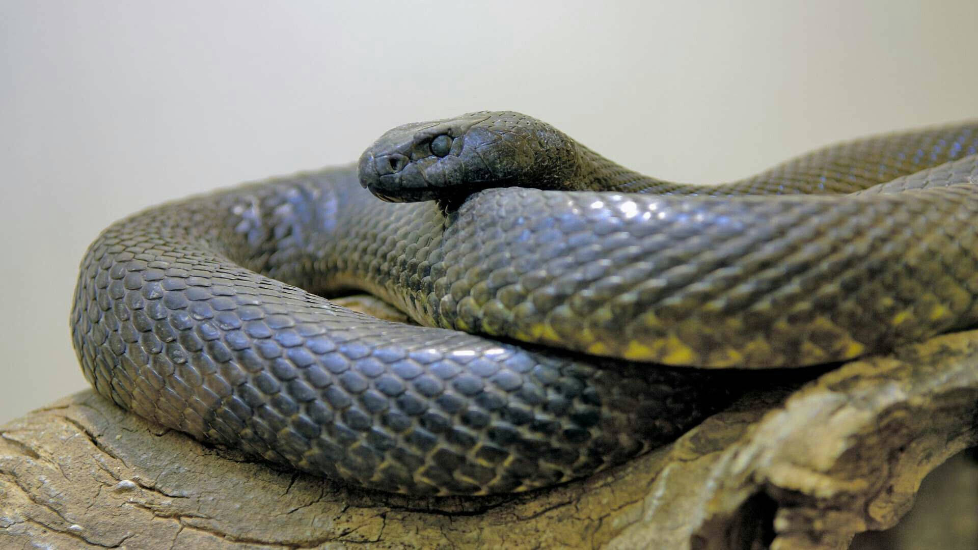 reptile 桌布 壁紙 — 一條盤繞的黑蛇，帶有光澤的鱗片，在樸素的背景下休息在粗糙的木枝上。