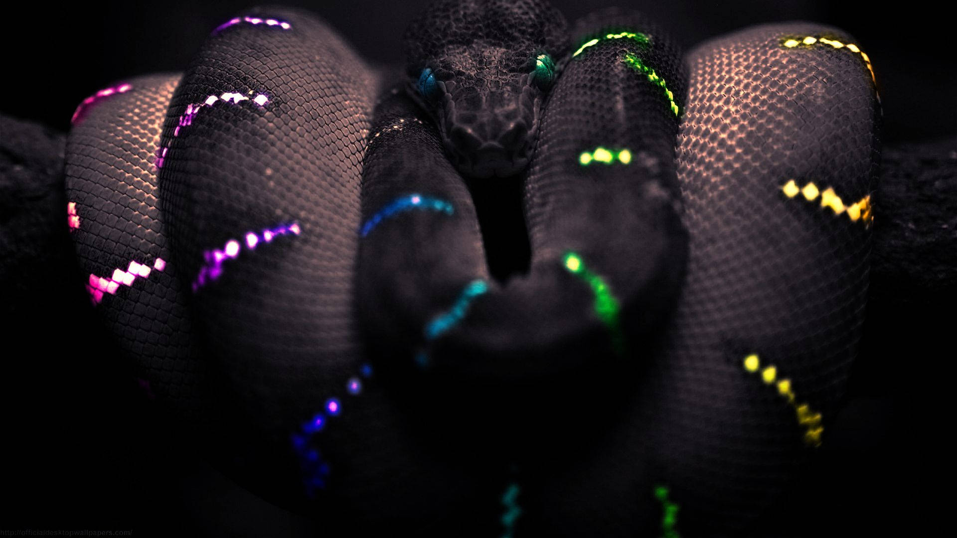 蛇 桌布 壁紙 — 一條盤繞的黑蛇，帶有發光的霓虹圖案，顏色有紫色、綠色、藍色和黃色，背景為深色。