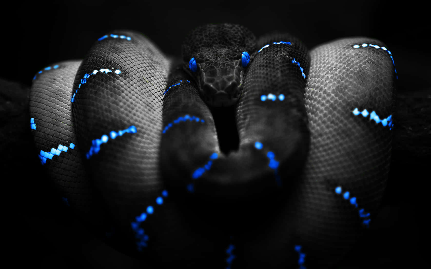reptile 桌布 壁紙 — 一條盤繞的黑蛇，有著發光的藍色眼睛和像素化的藍色斑紋，在黑暗的背景中強烈地凝視著。