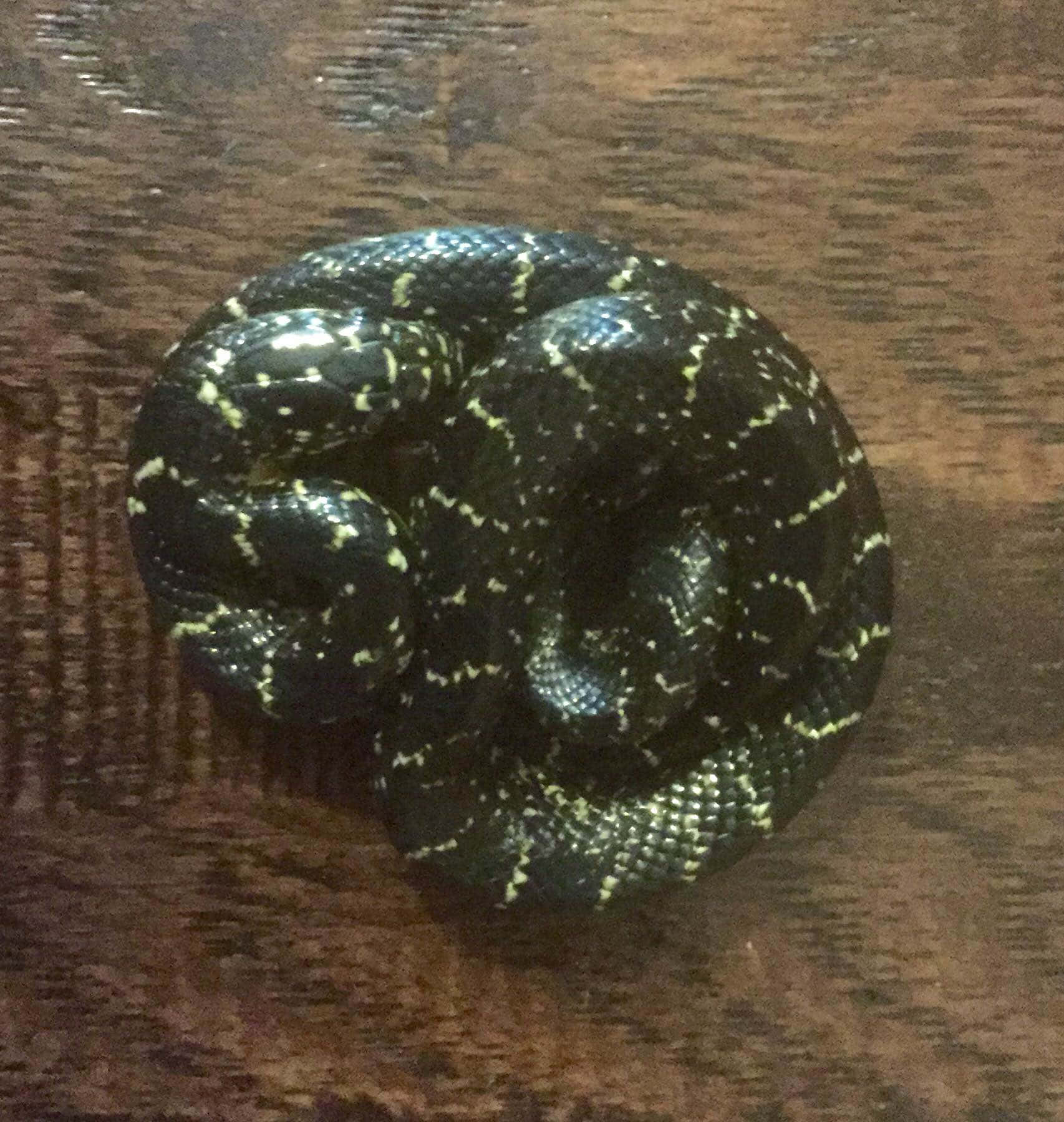 King Snake 桌布 壁紙 — 一條盤繞的黑蛇帶有黃色斑紋，停在深色木質表面上。