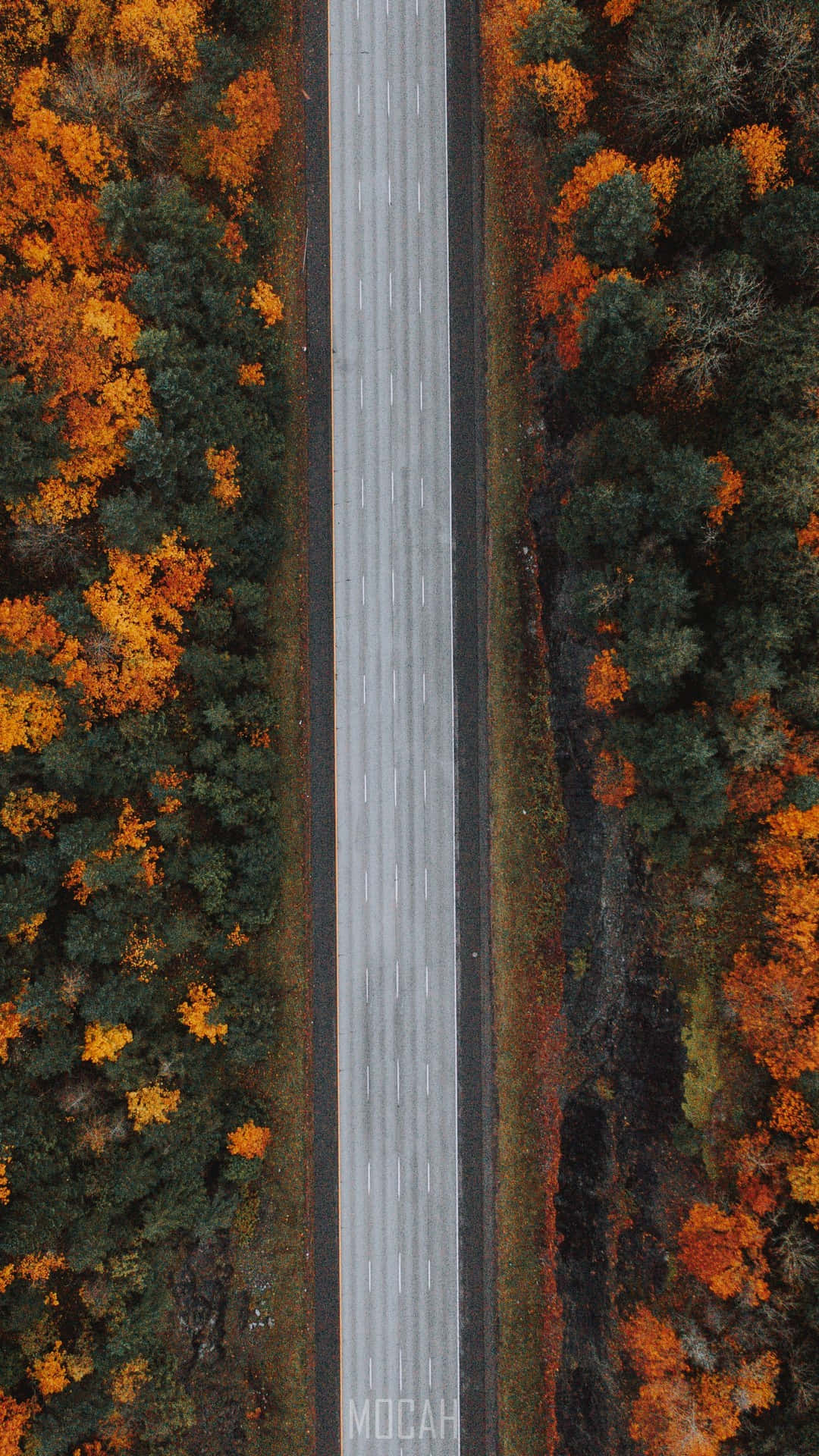 Road 桌布 壁紙 — 一條直路穿過充滿活力的秋日森林，樹葉呈現橙色和綠色的鳥瞰圖。