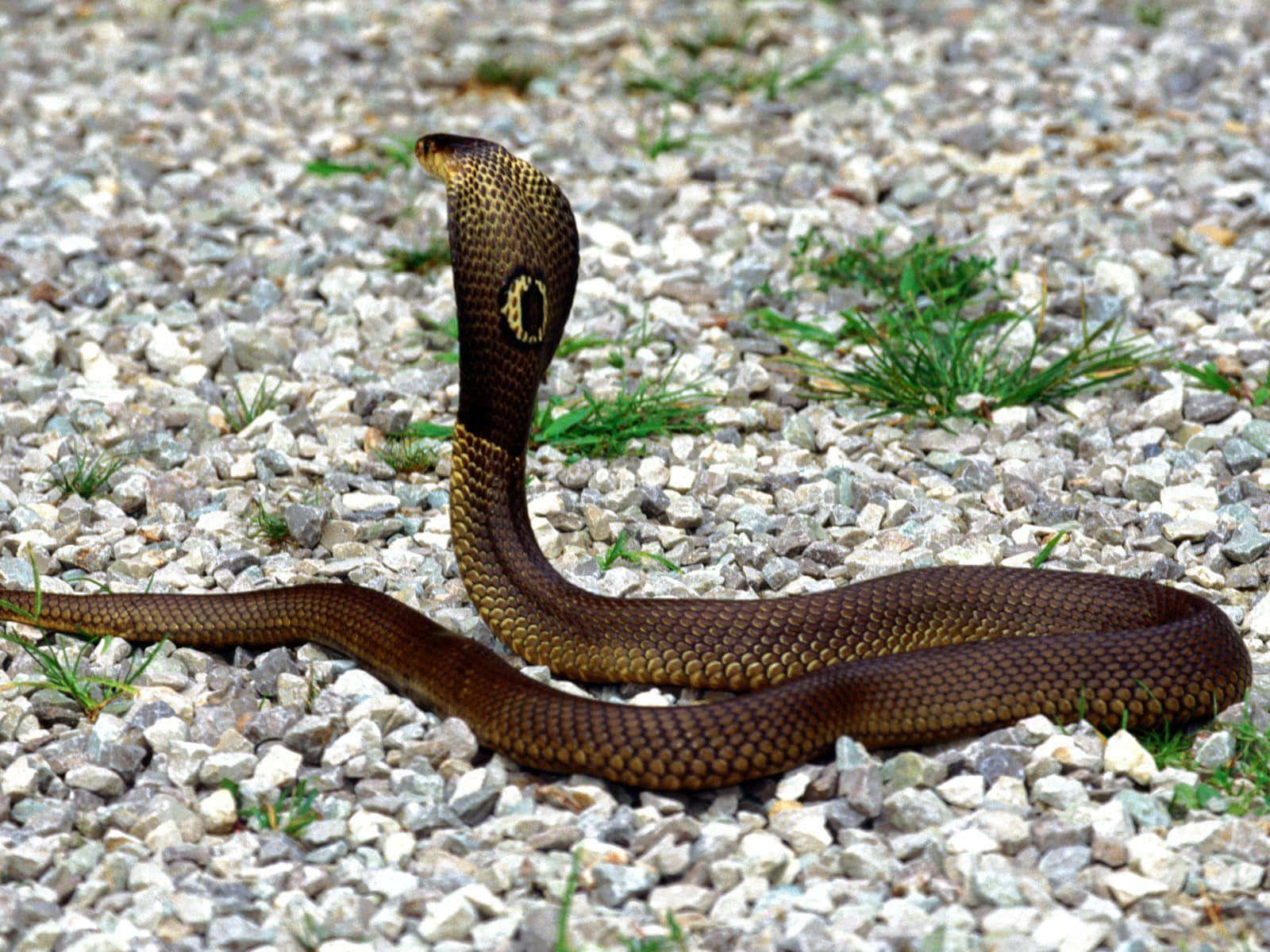 Cobra Snake 桌布 壁紙 — 一條眼鏡蛇，豎起頭部並帶有獨特的眼睛圖案，警覺地站在一條稀疏綠草的碎石路上。
