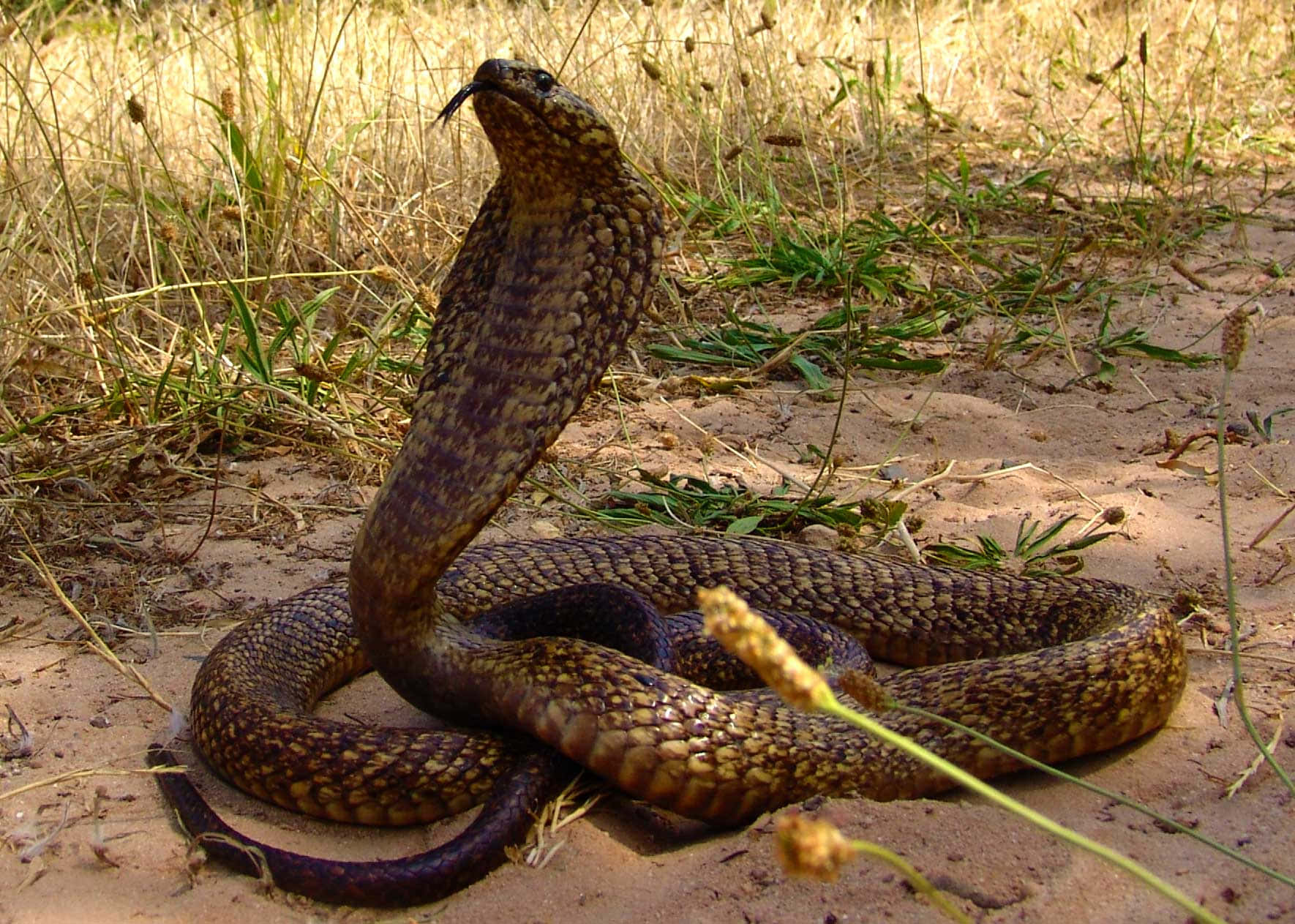 Cobra Snake 桌布 壁紙 — 一條眼鏡蛇在乾草和沙地上豎起頭罩，吐出分叉的舌頭，在明亮的陽光下。