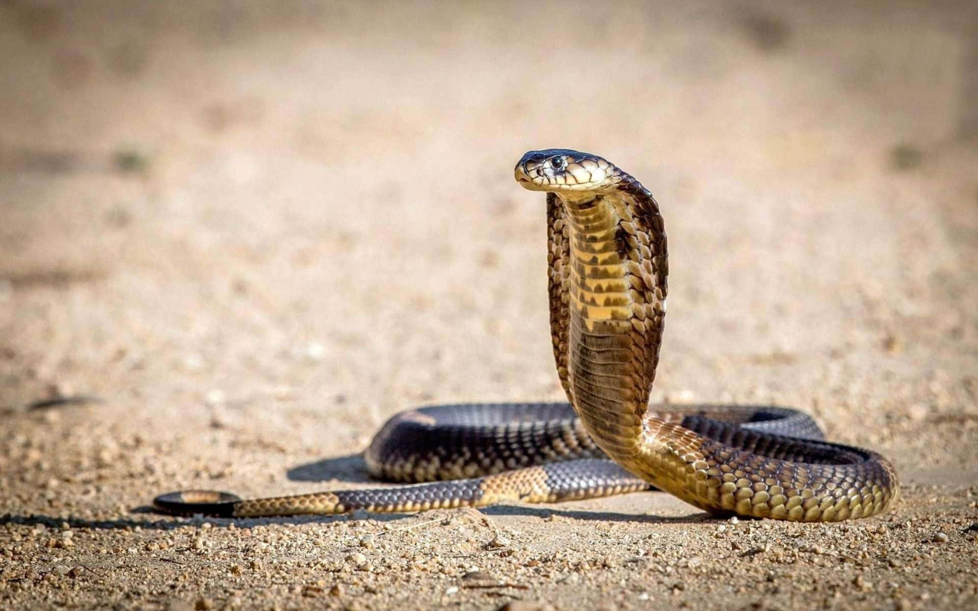 Cobra Snake 桌布 壁紙 — 一條眼鏡蛇在陽光普照的沙地上以防禦姿態豎起頭罩。