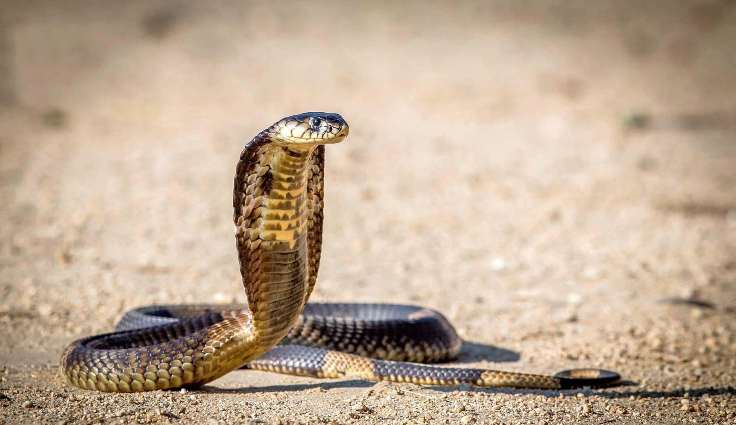 Cobra Snake 桌布 壁紙 — 一條眼鏡蛇在陽光普照的沙地上以防禦姿態豎起頭罩。