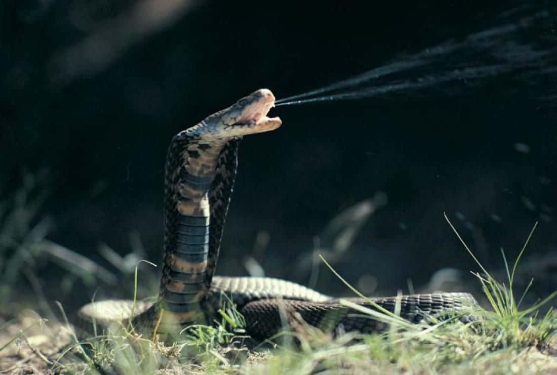 Scary Snake 桌布 壁紙 — 一條眼鏡蛇在陽光普照的草叢中，精準地噴出毒液，背景是暗色模糊的。