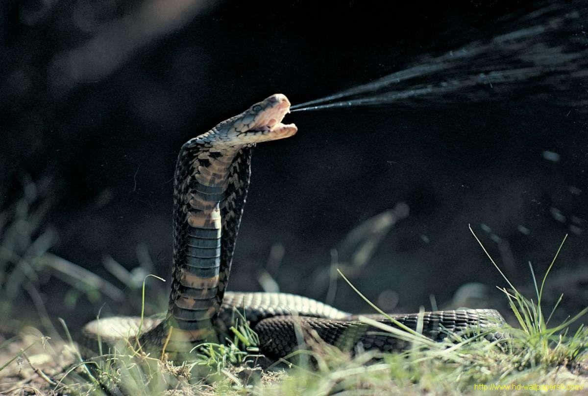 Cobra Snake 桌布 壁紙 — 一條眼鏡蛇在陽光照耀的草地上，以帶毒的精準攻擊，背景是暗色模糊的。