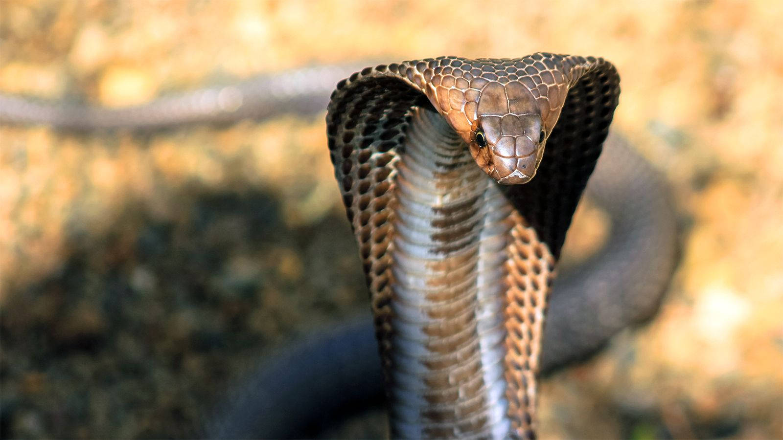 Cobra 桌布 壁紙 — 一條眼鏡蛇張開頸部，在模糊的泥土背景前凝視著。