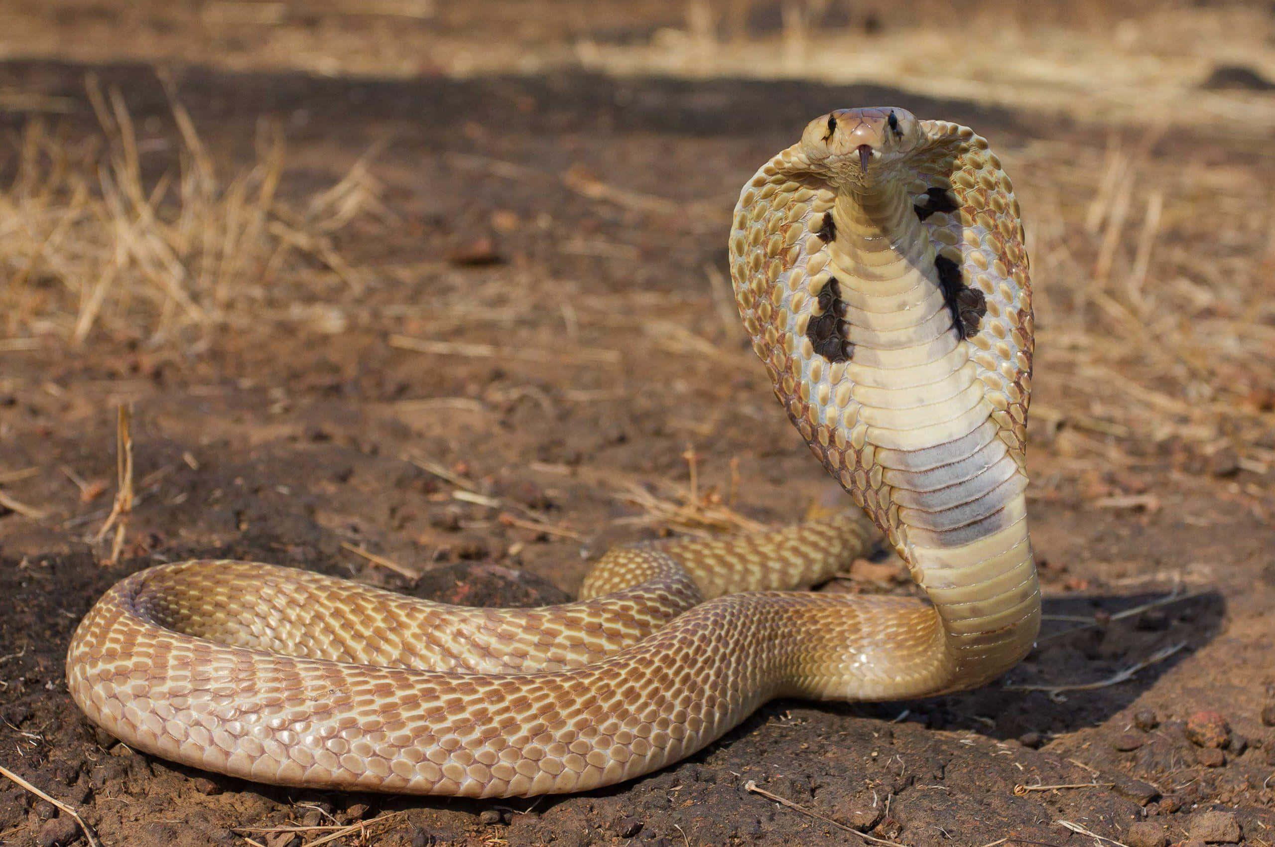 Cobra Snake 桌布 壁紙 — 一條眼鏡蛇張開頸部，帶有圖案鱗片，在乾燥土地上於明亮陽光下警覺地站立。