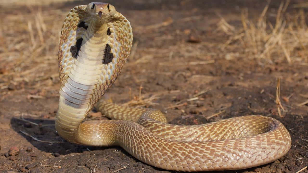 Scary Snake 桌布 壁紙 — 一條眼鏡蛇張開頸部，帶有圖案鱗片，在乾燥的土地上警覺地站立，陽光普照。