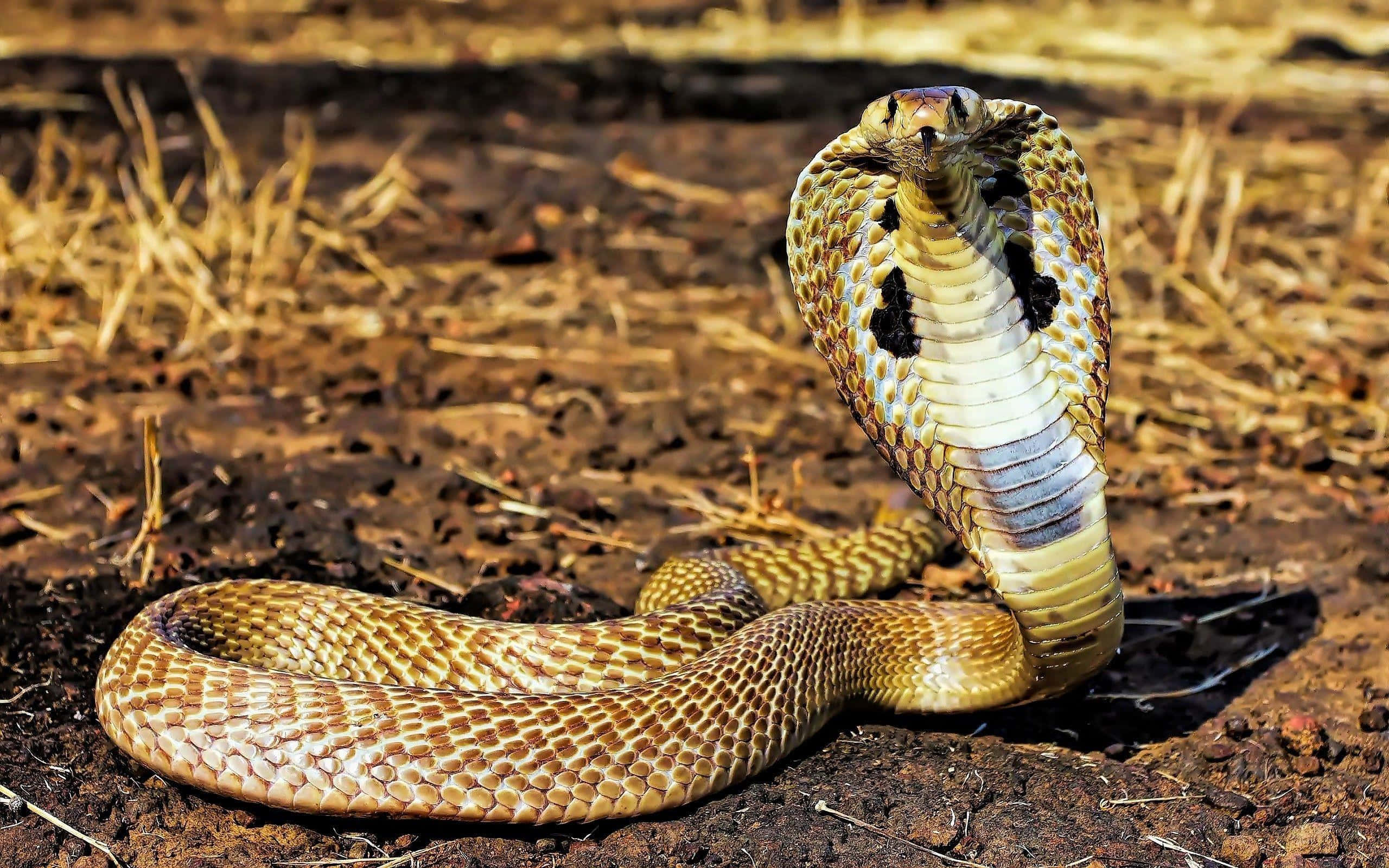 眼鏡王蛇 桌布 壁紙 — 一條眼鏡蛇張開頸部，鱗片精細，在乾燥的土地上於明亮陽光下警覺地站立。