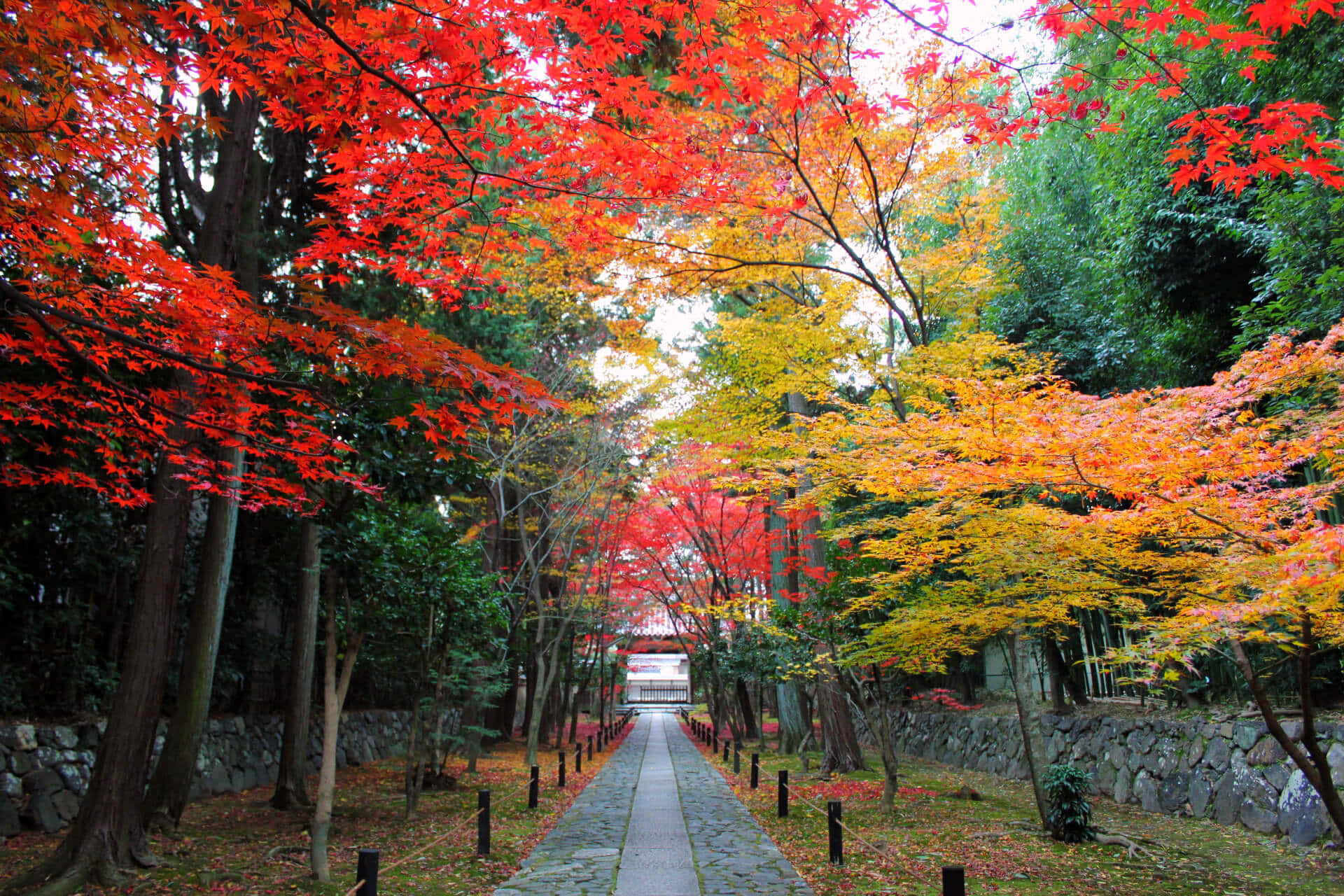 Road 桌布 壁紙 — 一條石徑蜿蜒穿過充滿活力的秋日森林，火紅和金黃的樹葉在頭頂拱起。