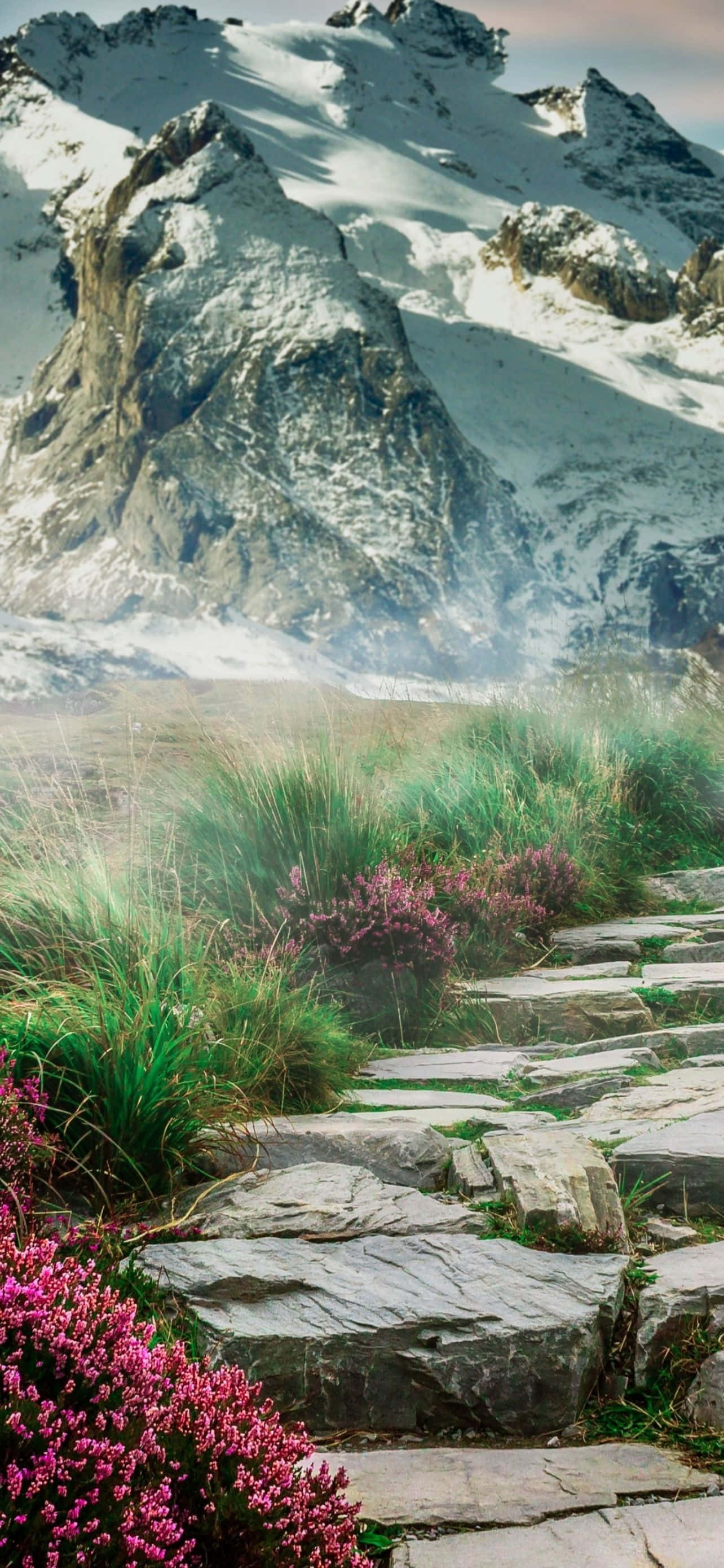 Mountain iPhone 桌布 壁紙 — 一條石徑蜿蜒穿過充滿活力的紫色石楠和綠草，在柔和天空下通往積雪的山峰。