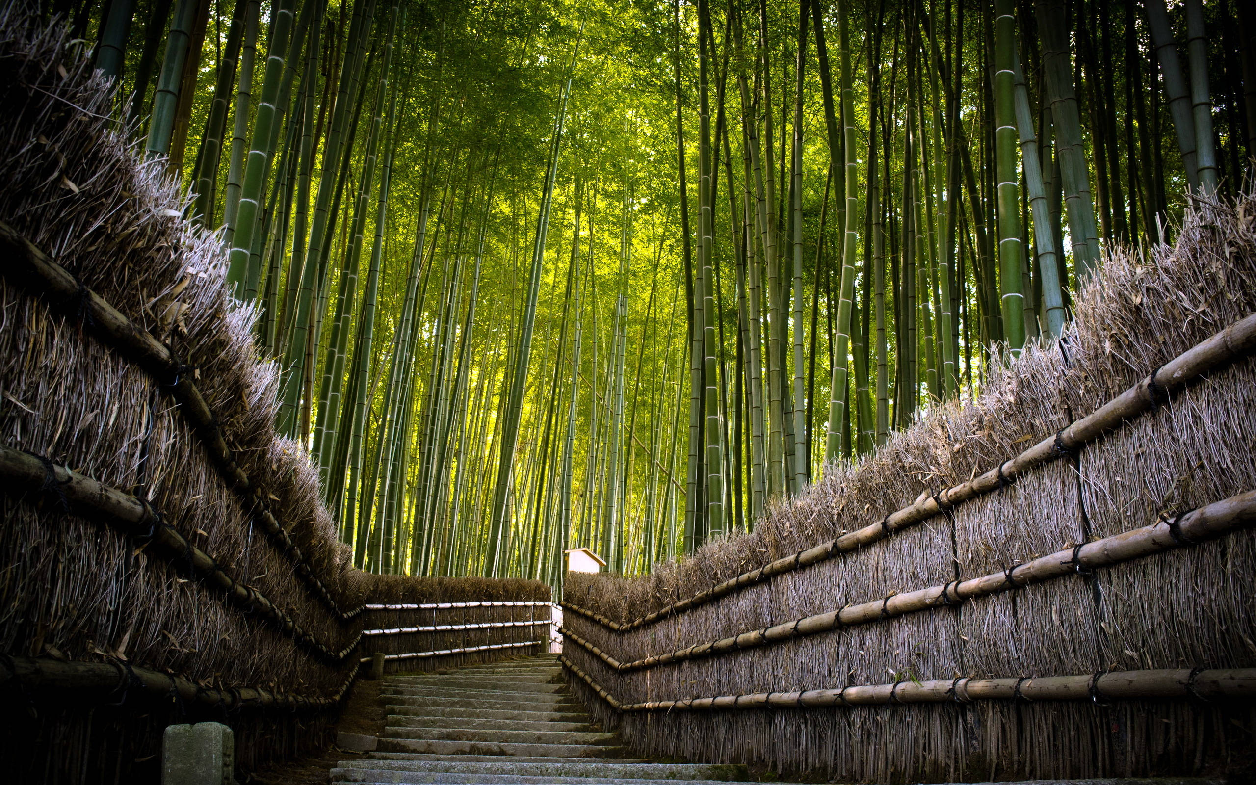 Bamboo HD 桌布 壁紙 — 一條石階兩旁有茅草竹籬笆，穿過高聳的綠色竹林，沐浴在斑駁的陽光中。