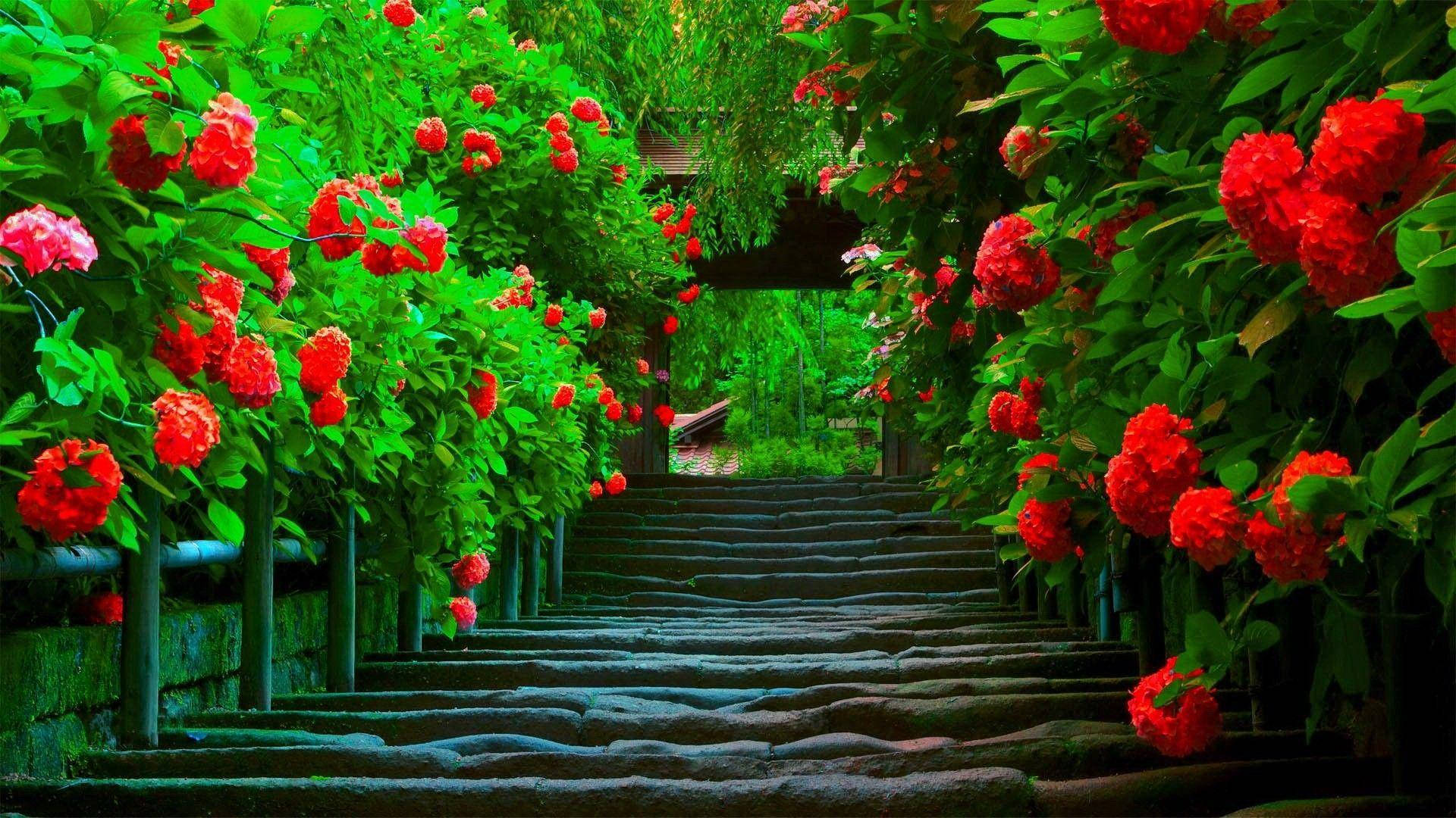 Nature Love 桌布 壁紙 — 一條石階蜿蜒穿過一條由鮮紅色繡球花和粉紅色花朵組成的茂密綠色隧道，通往一道木門。