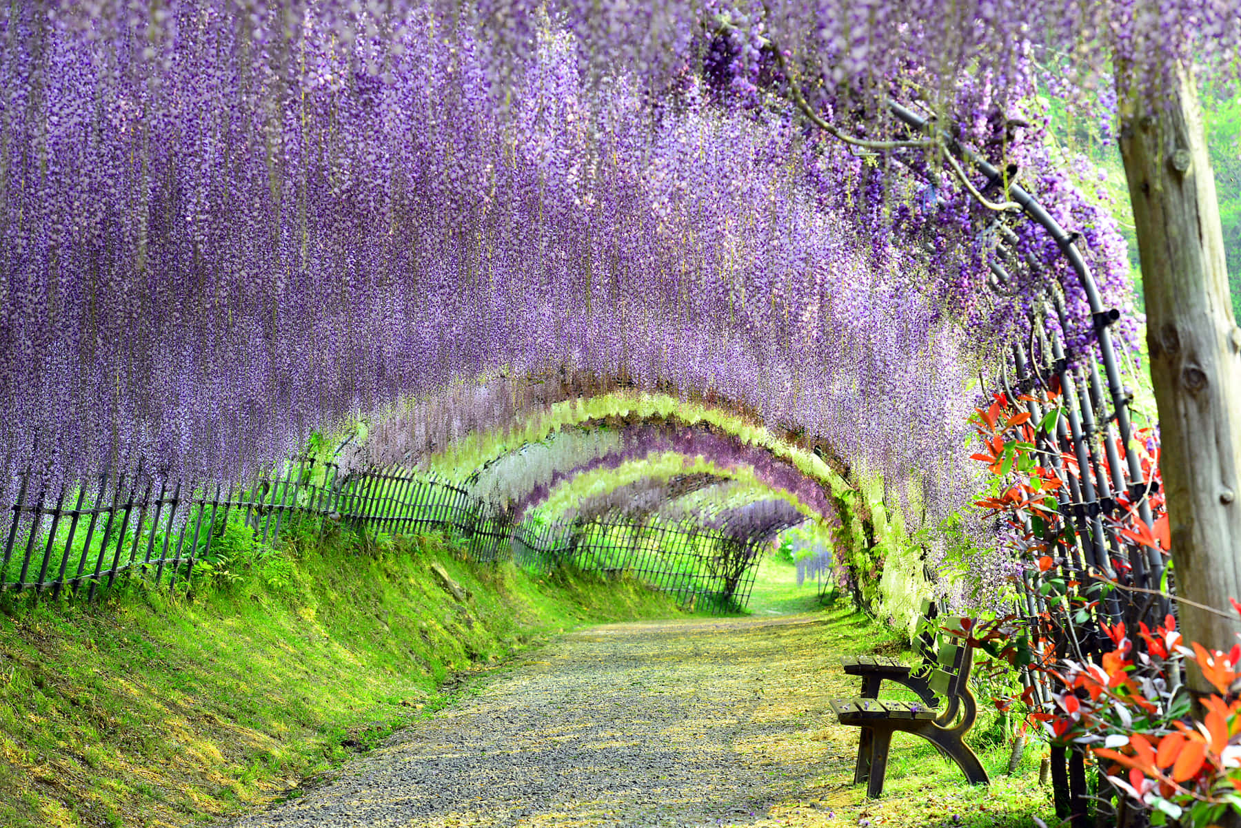 Wisteria 桌布 壁紙 — 一條碎石路蜿蜒在充滿活力的紫色紫藤拱門下，兩旁有茂密的綠草和紅色樹葉旁的木長椅。