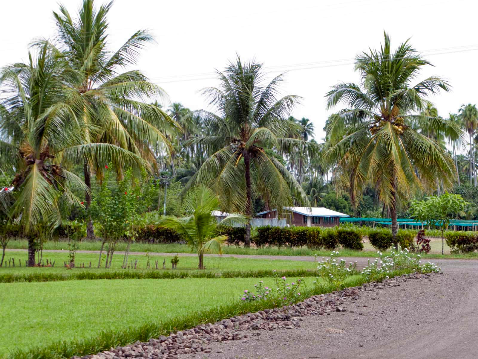 Coconut Tree 桌布 壁紙 — 一條碎石路蜿蜒穿過茂密的綠色稻田和高聳的棕櫚樹，天空多雲。
