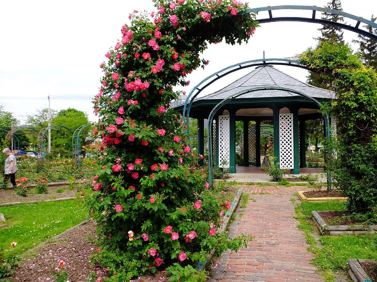 Rose Garden 桌布 壁紙 — 一條磚砌小徑蜿蜒穿過茂密的花園，通往一個綠色涼亭，周圍環繞著充滿活力的粉紅色玫瑰拱門。