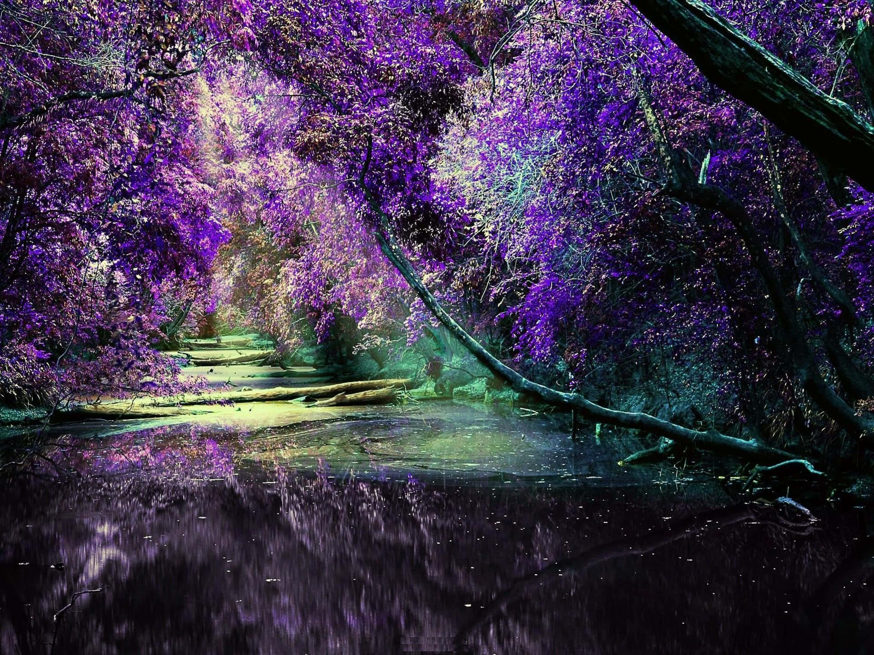 Lilac Tree 桌布 壁紙 — 一條神秘的森林小徑在紫色樹冠倒影下，於寧靜的黃昏溪流中閃耀。