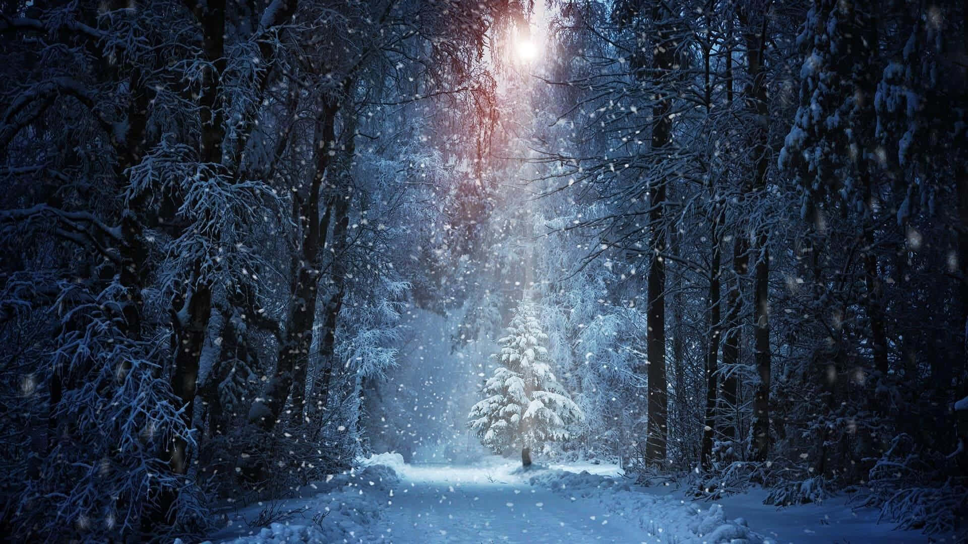 Snowing 桌布 壁紙 — 一條積雪森林小徑通向一棵在明亮月亮下發光的樹，雪花飄落。