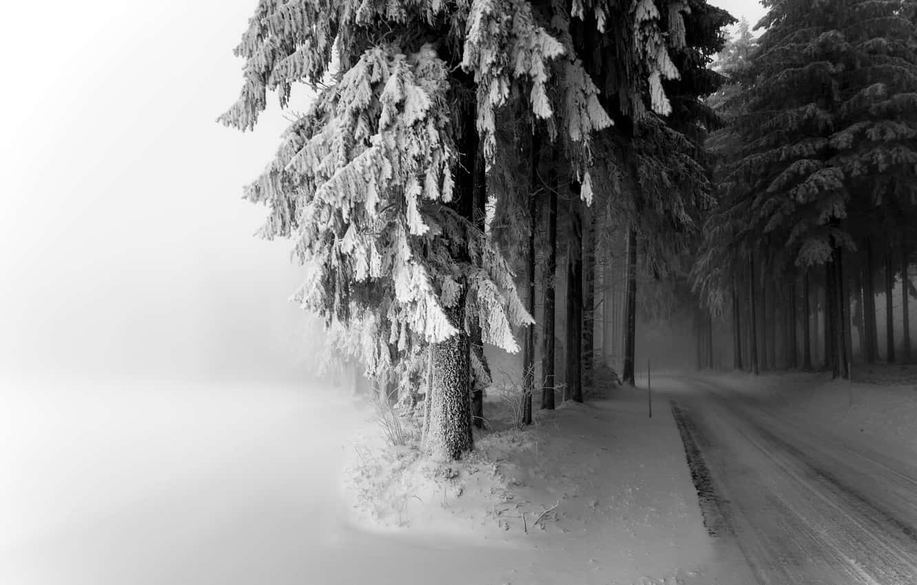 Road 桌布 壁紙 — 一條積雪森林小路蜿蜒穿過掛滿霜雪的常青樹，籠罩在朦朧的冬日天空下。