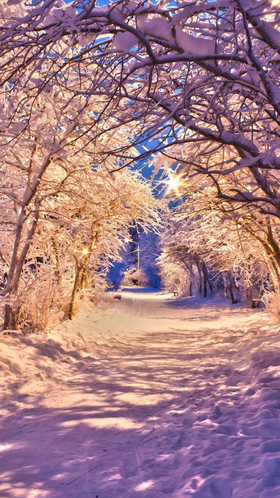 冬天 桌布 壁紙 — 一條積雪的小徑蜿蜒穿過一條由結霜樹木組成的隧道，樹木在紫色天空下散發著溫暖的金色光芒。