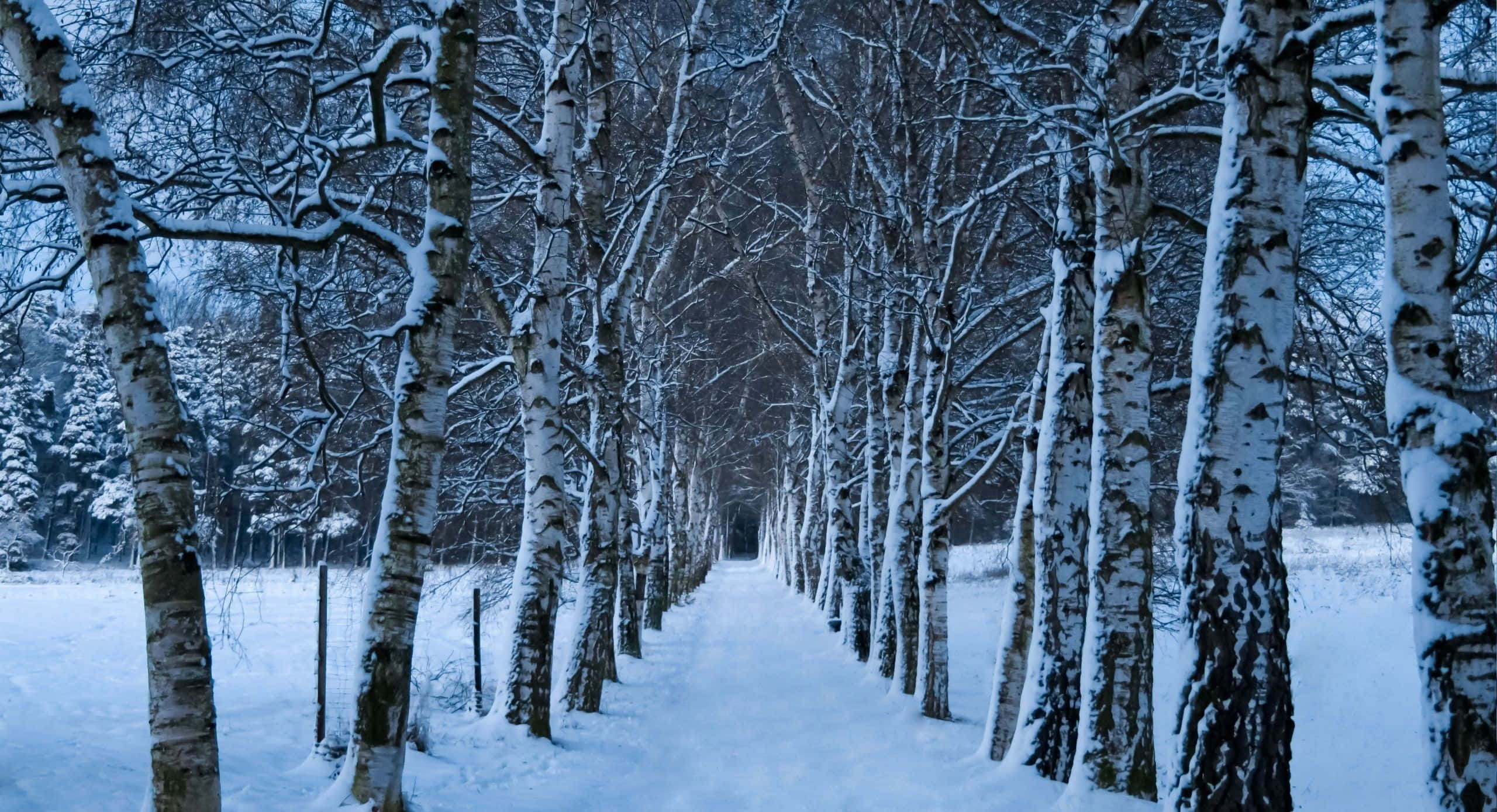 Winter Trees 桌布 壁紙 — 一條積雪的小徑蜿蜒穿過寧靜的白樺林，籠罩在暮色天空下。