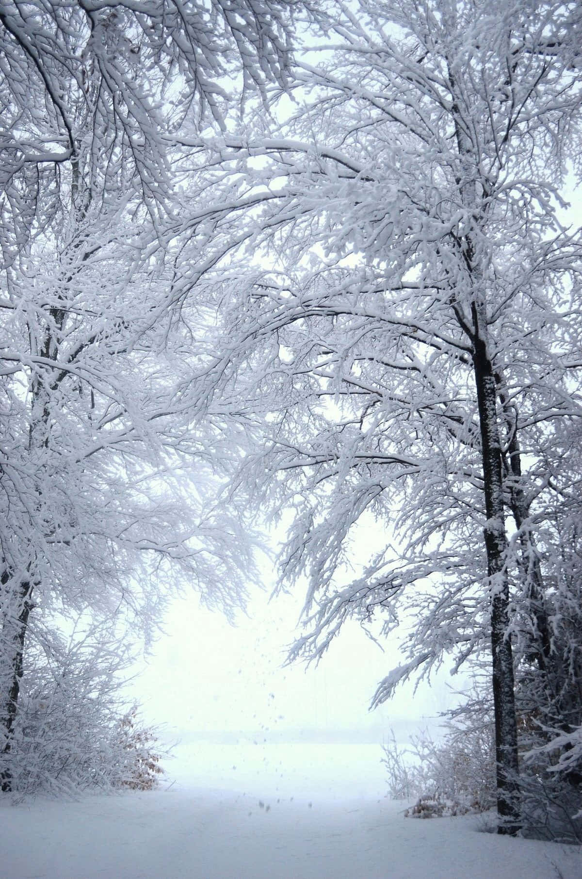 Winter Wonderland Desktop 桌布 壁紙 — 一條積雪的小徑蜿蜒穿過掛滿雪的樹木，在蒼白的冬日天空下，雪花飄落。