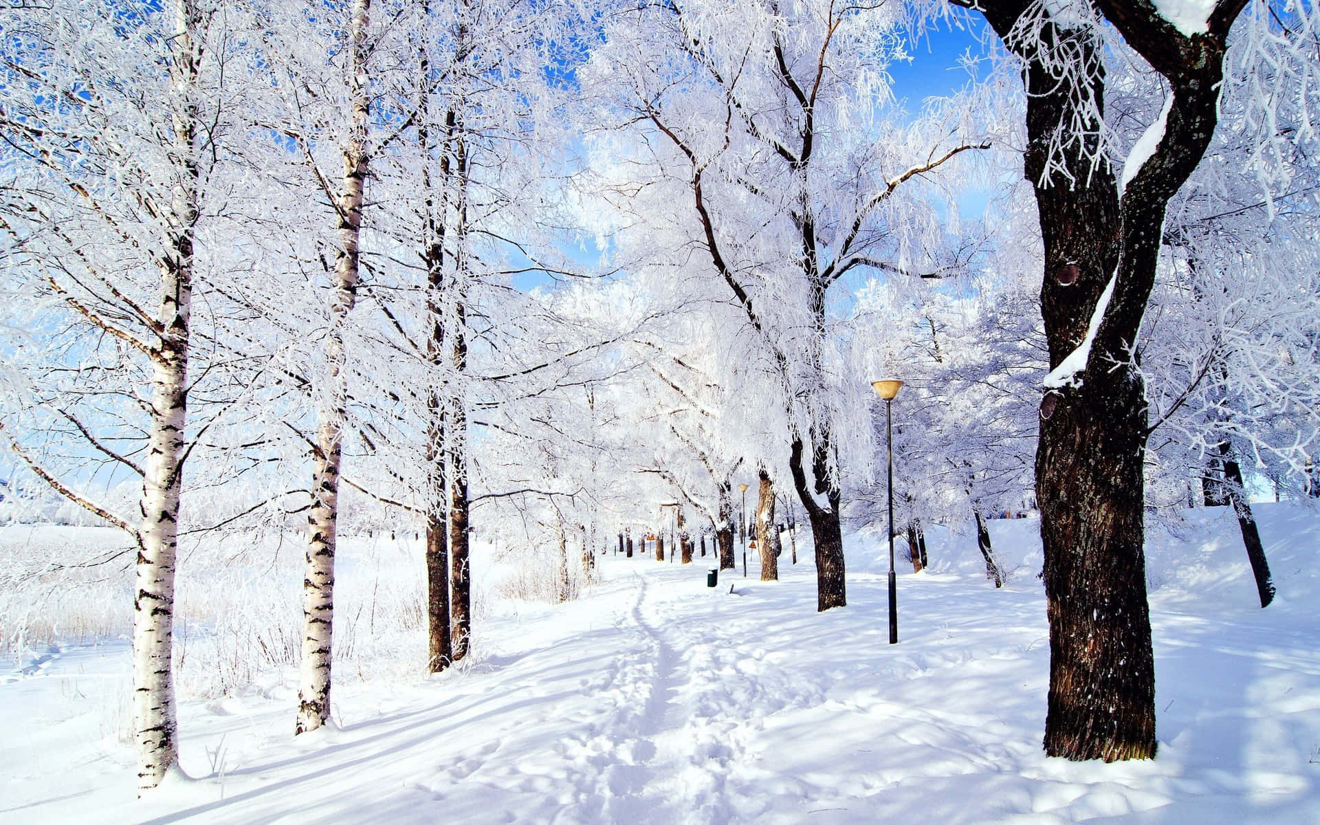 雪 桌布 壁紙 — 一條積雪的小徑蜿蜒穿過結霜的白樺樹，在清澈的藍天下。