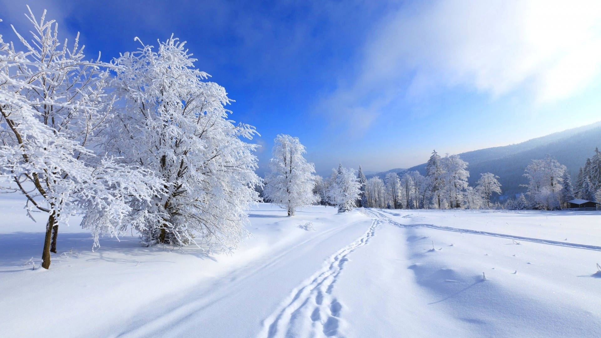 冬季桌面 桌布 壁紙 — 一條積雪的小徑蜿蜒穿過覆蓋著霜的樹木，上方是明亮的藍天，飄著幾縷薄雲。