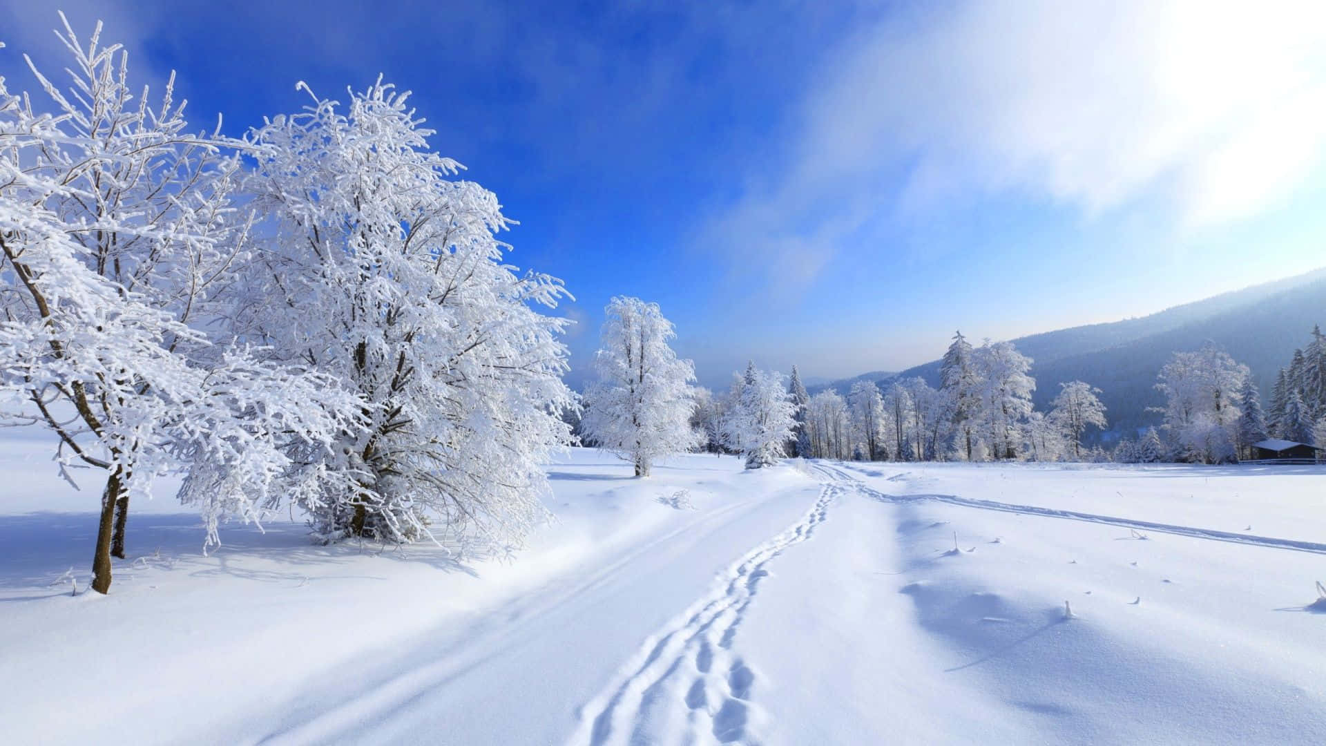 冬季桌面 桌布 壁紙 — 一條積雪的小徑蜿蜒穿過霜凍覆蓋的樹木，在明亮的藍天下有縷縷雲彩。