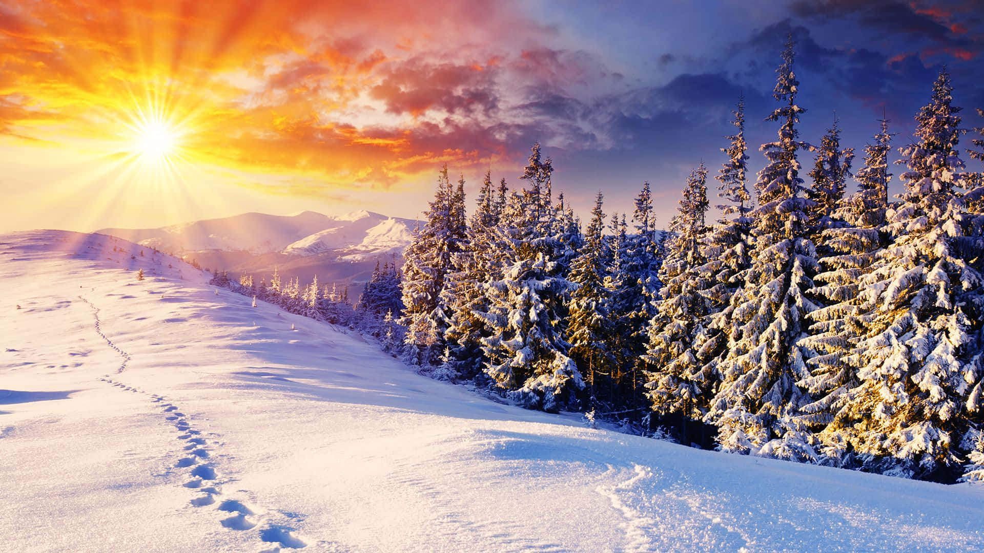 Winter Sun 桌布 壁紙 — 一條積雪的山間小徑蜿蜒穿過掛滿雪的松樹，在充滿活力的日出下，金色光芒灑落在冬季景觀上。