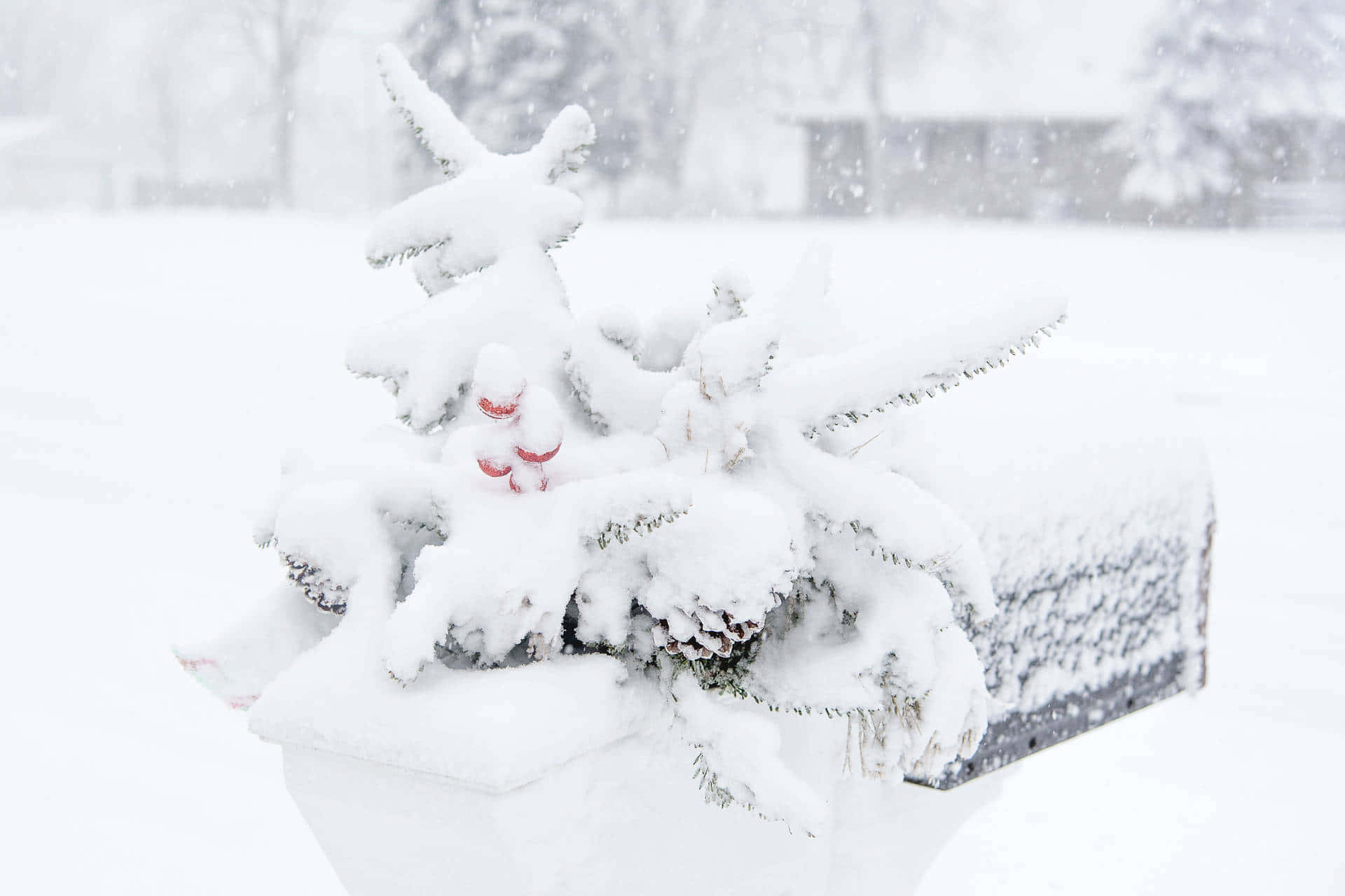 White Snow 桌布 壁紙 — 一條積雪的常綠樹枝上掛著紅色漿果，旁邊是一個被雪覆蓋的郵箱，構成寧靜的冬日景象。