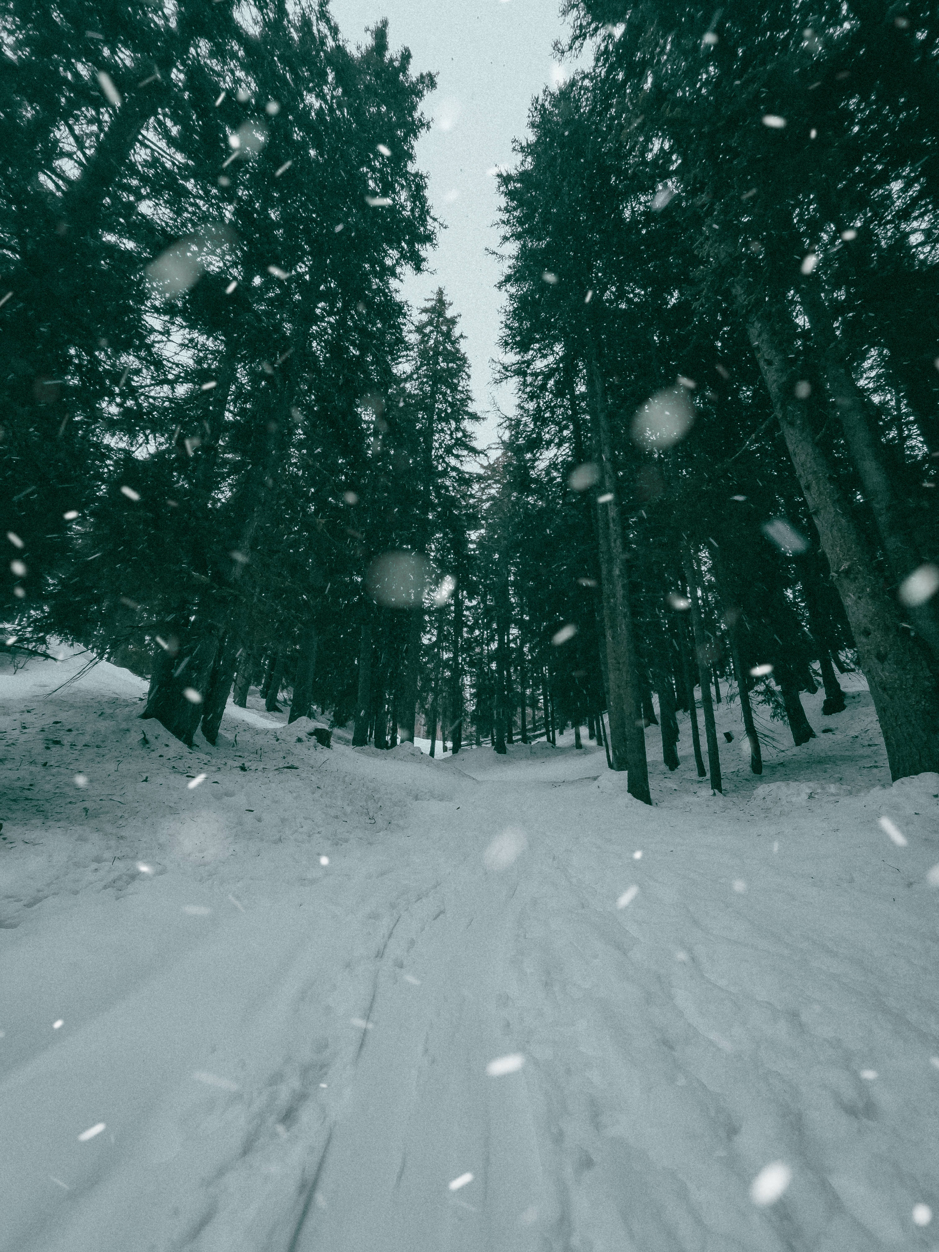 Montana 桌布 壁紙 — 一條積雪的森林小徑蜿蜒穿過高大的常綠樹，雪花在寧靜的冬日場景中飄落。